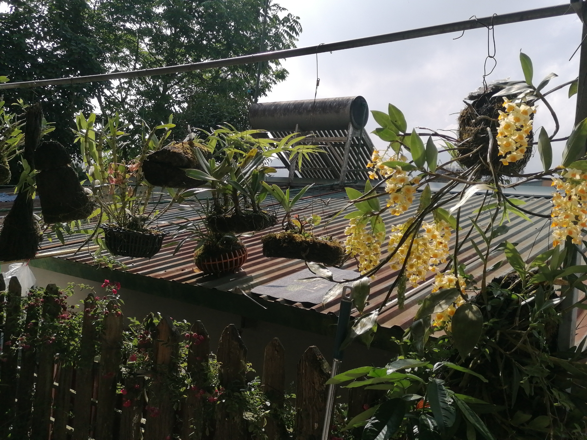 The image depicts a garden scene in Sa Pa Ward, Vietnam. Several hanging plants, including orchids with yellow flowers, are suspended from a metal bar structure above a corrugated metal roof. A cylindrical solar water heater sits on the roof. In the foreground, a weathered wooden fence with climbing plants is visible. Lush greenery fills the frame, with trees visible in the background under a partly cloudy sky. A cleaning tool leans near the front of the frame.