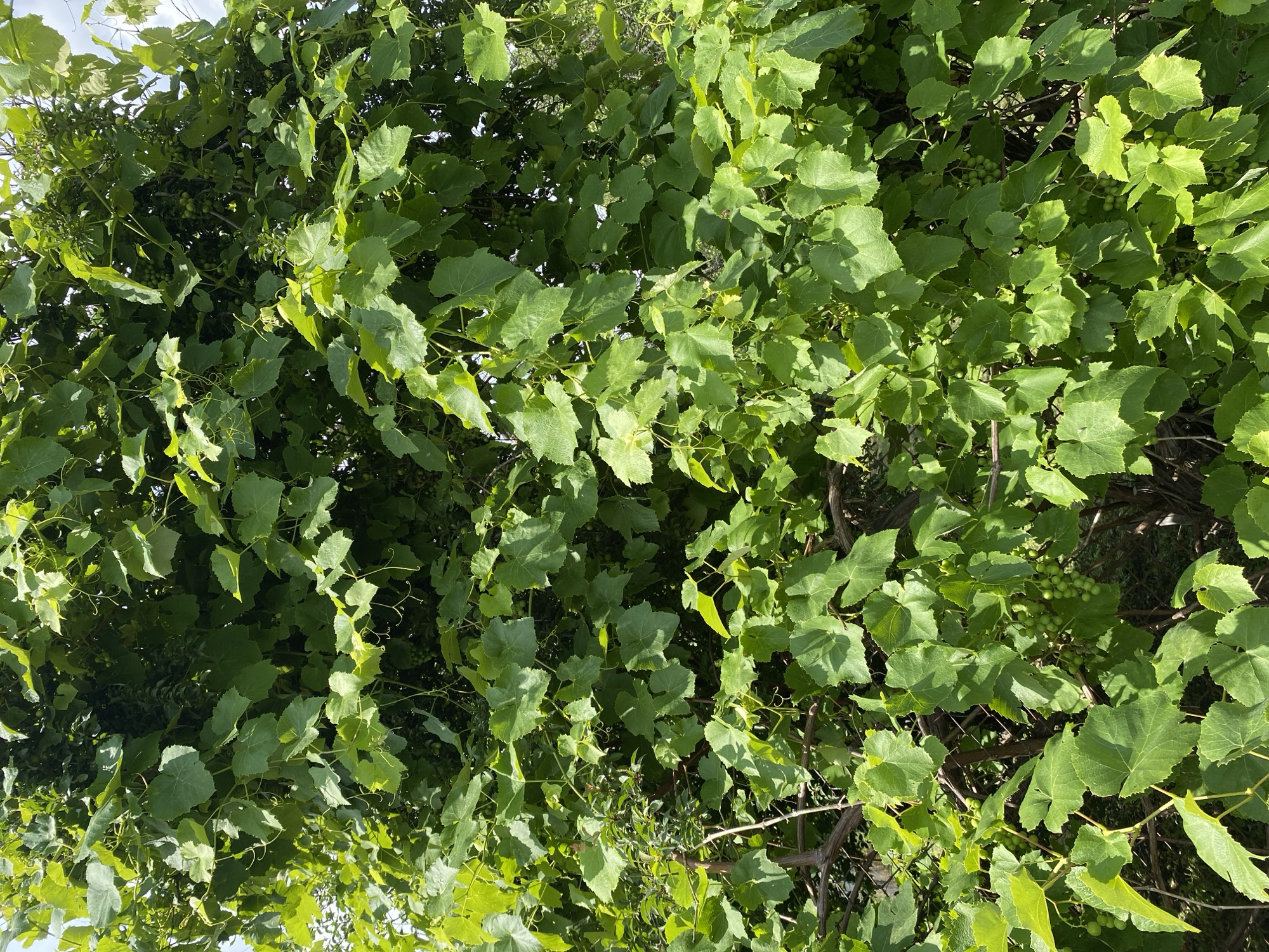 This image captures a dense, vibrant green grape vine. The leaves are large and lobed, with visible veins. Small, unripe green grapes are clustered throughout the foliage, indicating it is likely late spring or early summer. The vine appears to be growing upwards, covering a significant area. The lighting suggests it is daytime, with sunlight filtering through the leaves, creating areas of both light and shadow. There are no people or man-made structures clearly visible in this image. The general environment suggests an outdoor setting, possibly a garden or backyard, in the city of Vasylky, Ukraine.