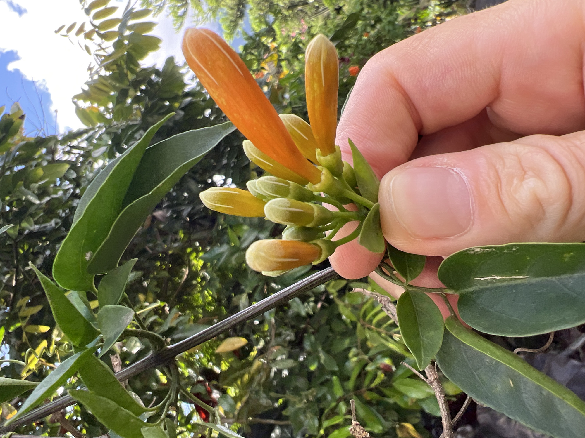 The image shows a hand holding a cluster of orange and yellow trumpet honeysuckle flowers in Baturiti, Indonesia. The flowers are in various stages of bloom, with some buds still closed and others fully open. The surrounding foliage is green and lush, partially blurred in the background due to depth of field. A section of sky is visible at the top-left corner. A brown vine supporting the plant is also visible.