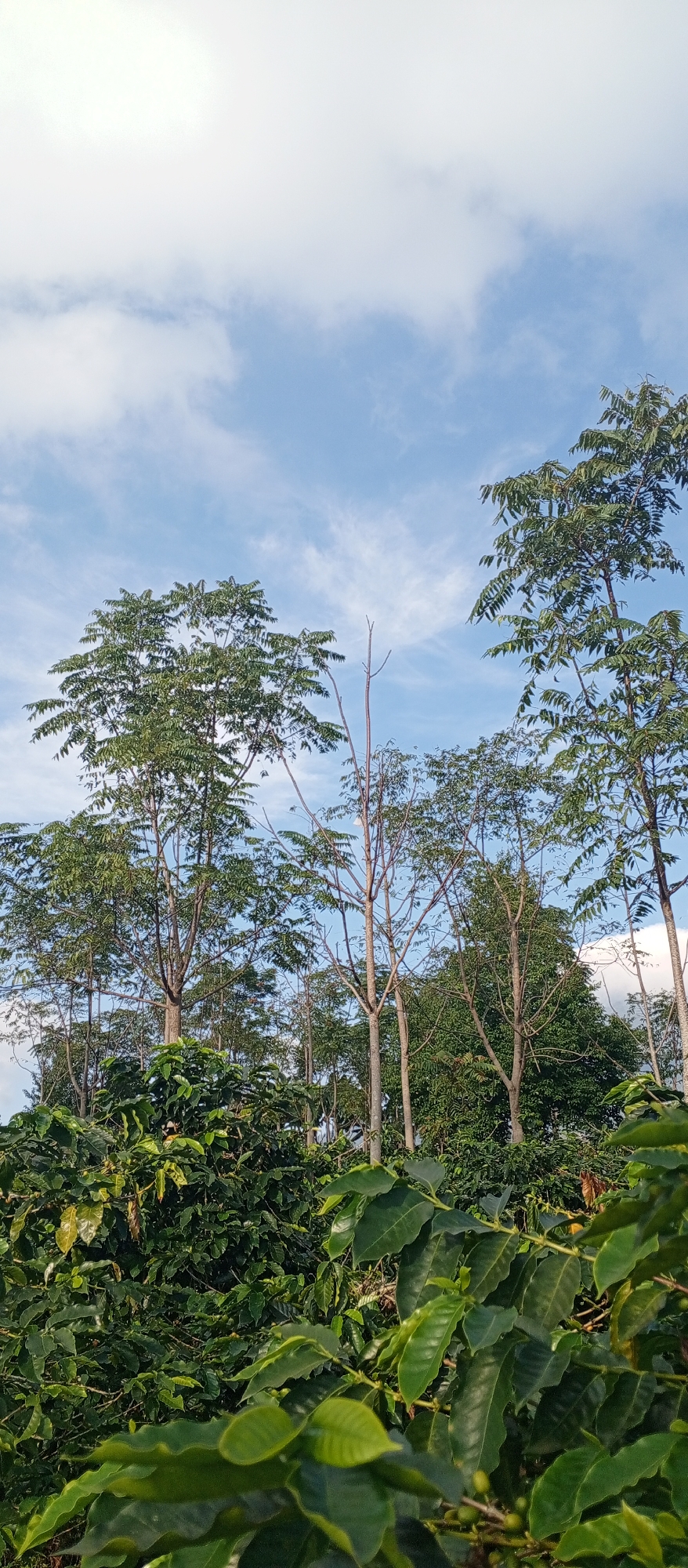 The image depicts a natural landscape situated in Weddagala, Sri Lanka. The upper portion of the frame is occupied by a light blue sky with scattered white, wispy clouds. Below the sky, a dense collection of tall trees forms the midground and background. These trees display varying foliage; some possess full canopies of dark green leaves, while others exhibit sparser branches that appear light brown and largely devoid of leaves. The foreground is dominated by a thick growth of deep green plants, identified as coffee shrubs by their characteristic broad, textured leaves and the presence of small, round, green fruit (unripe coffee cherries) visible among the foliage. No human subjects, animals, or artificial structures are present within the frame.