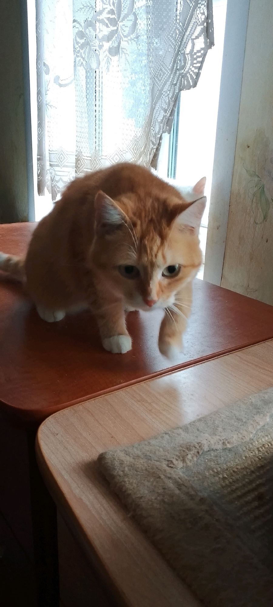 An orange tabby cat with white paws is crouching on a wooden surface. The cat is looking down and to the right. In the background, a window with lace curtains is visible. The scene appears to be indoors. The origin of this image is Belgorod, Russia.