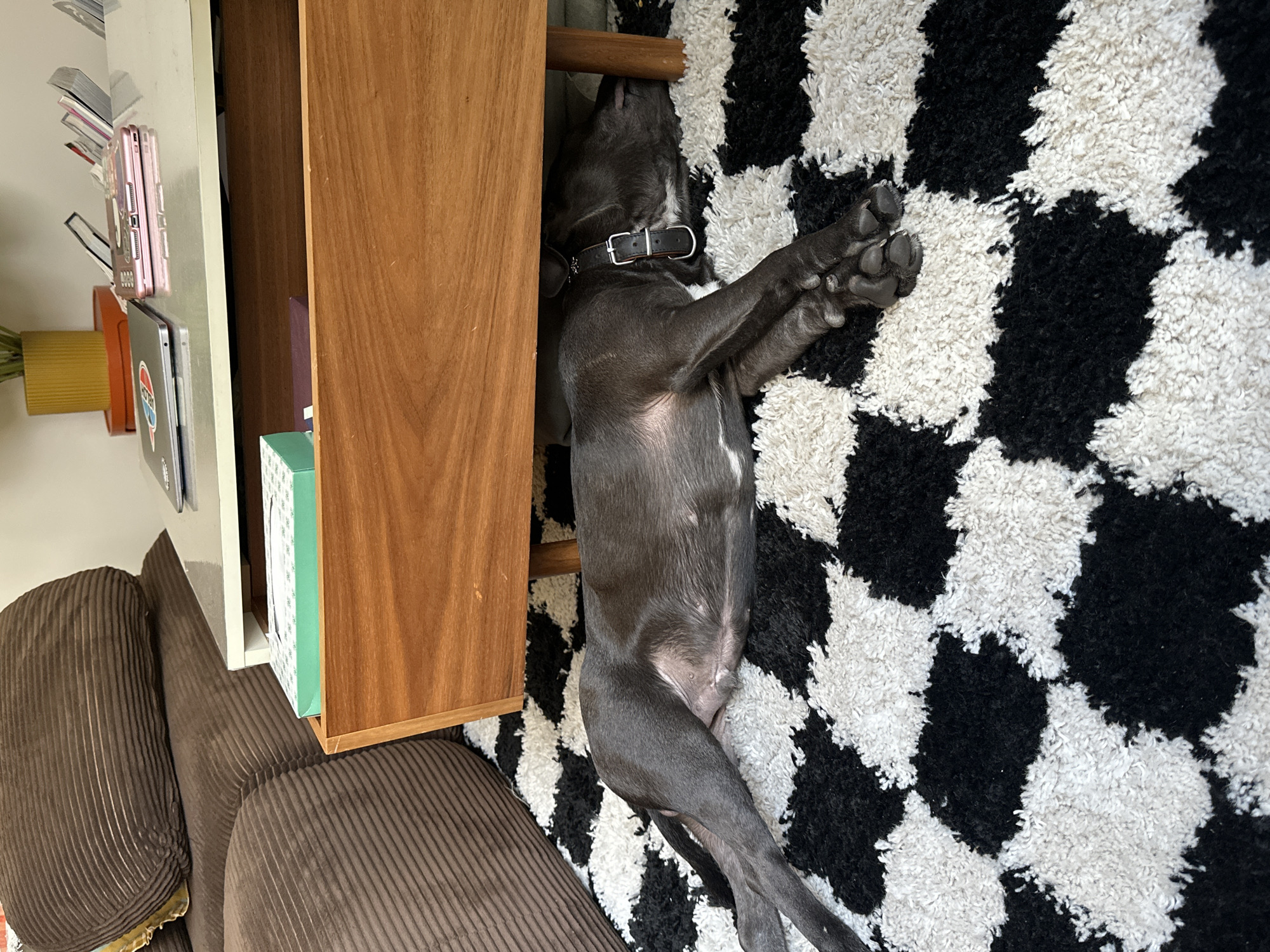A gray dog is lying on a black and white shag rug next to a brown corduroy couch and a wooden cabinet. The cabinet is next to a white shelf holding various objects. The location is not discernable from the image.
