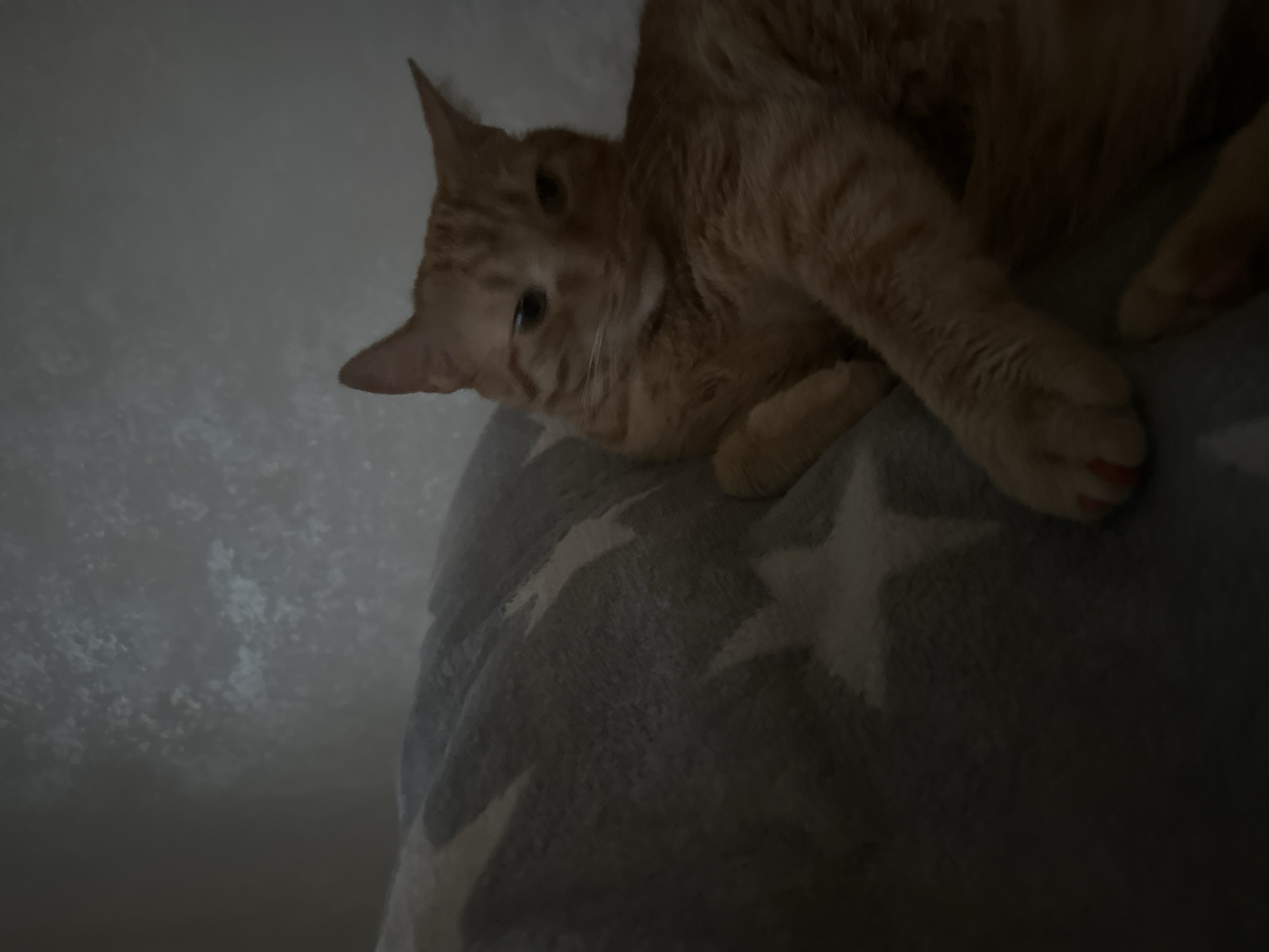 An orange tabby cat with light green eyes is resting on a blue blanket with white star patterns. The cat is positioned on the right side of the image, facing slightly towards the viewer. Its fur is short and striped. One of its front paws is visible in the lower right portion of the image, with its claws extended and painted red. The background consists of a textured, light-colored wall, with some dappled light effects. The overall lighting is dim, suggesting an indoor setting, possibly a home environment, at night or in a poorly lit room. There are no humans or other animals present in the scene. The scene is static, with the cat in a resting pose.