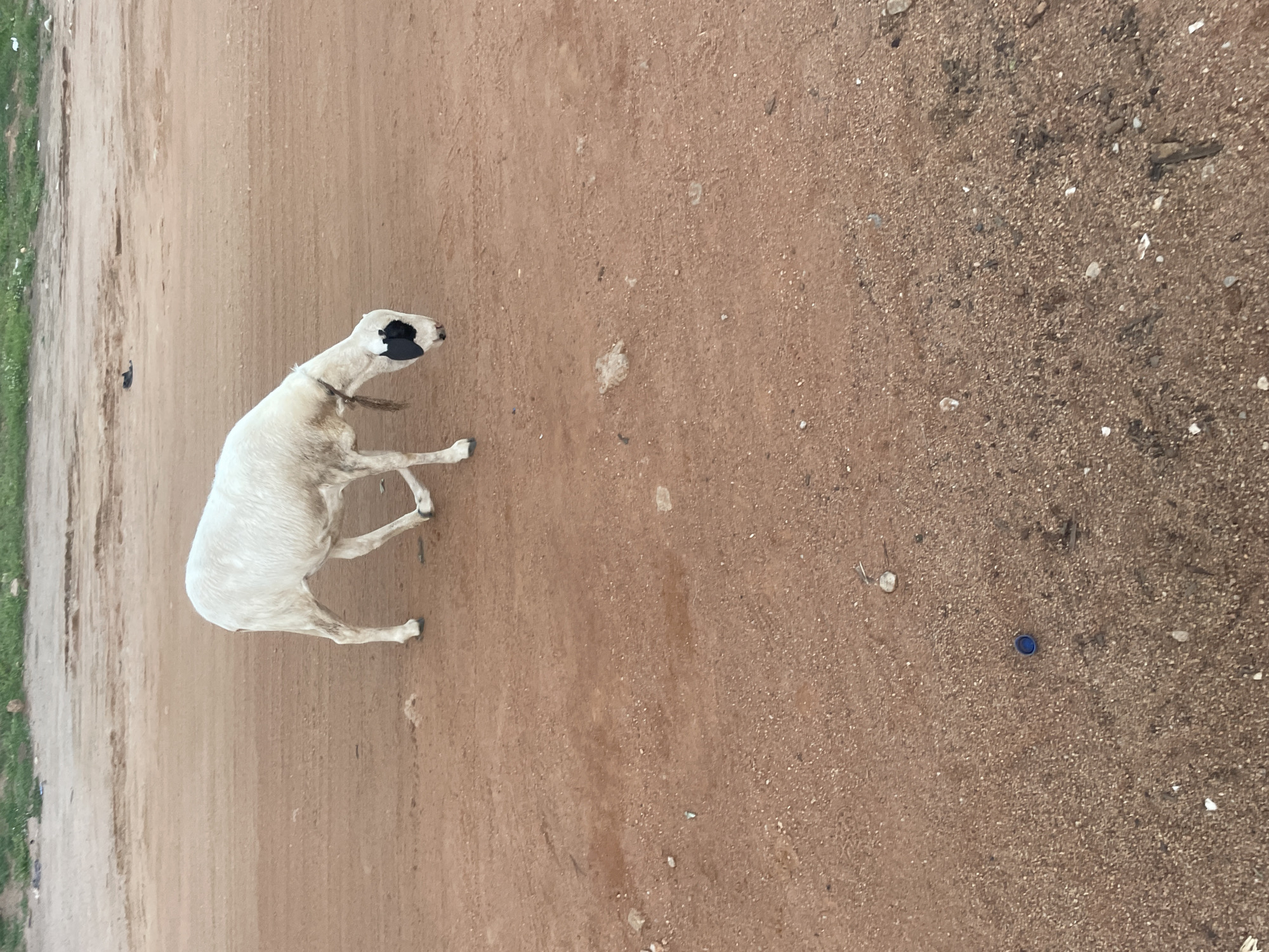 A solitary white sheep with black markings on its face grazes on a dusty, reddish-brown dirt road. The sheep is facing downwards, its head bent low as if searching for food. A dark-colored collar with a braided rope hangs around its neck. The road appears somewhat worn, with tire tracks visible in places. In the background, a strip of green vegetation lines the edge of the road, with scattered debris visible. The overall setting suggests a rural or semi-urban environment within Safari, Nigeria.