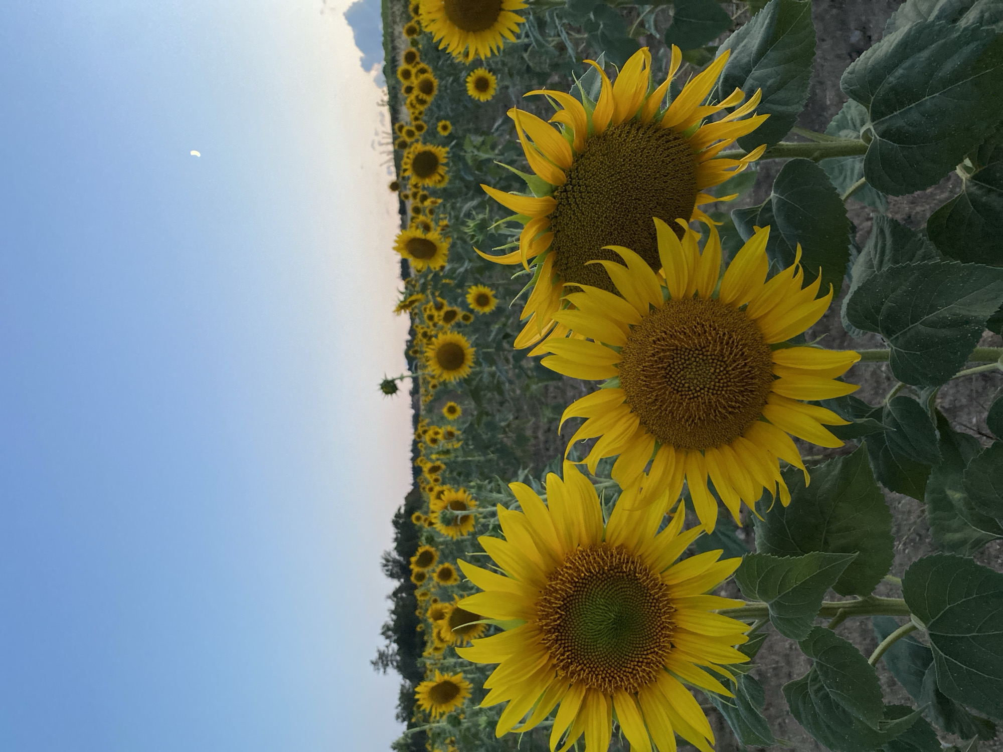 A field of sunflowers is captured at dusk, with the sky showing a soft gradient of blue and a faint crescent moon visible. Three large sunflowers dominate the foreground, their bright yellow petals and dark centers sharply in focus. Behind them, a vast expanse of sunflowers stretches towards a tree line in the distance. The ground beneath the sunflowers appears to be dirt. The scene is devoid of human presence. The image location is identified as Courpière, France.