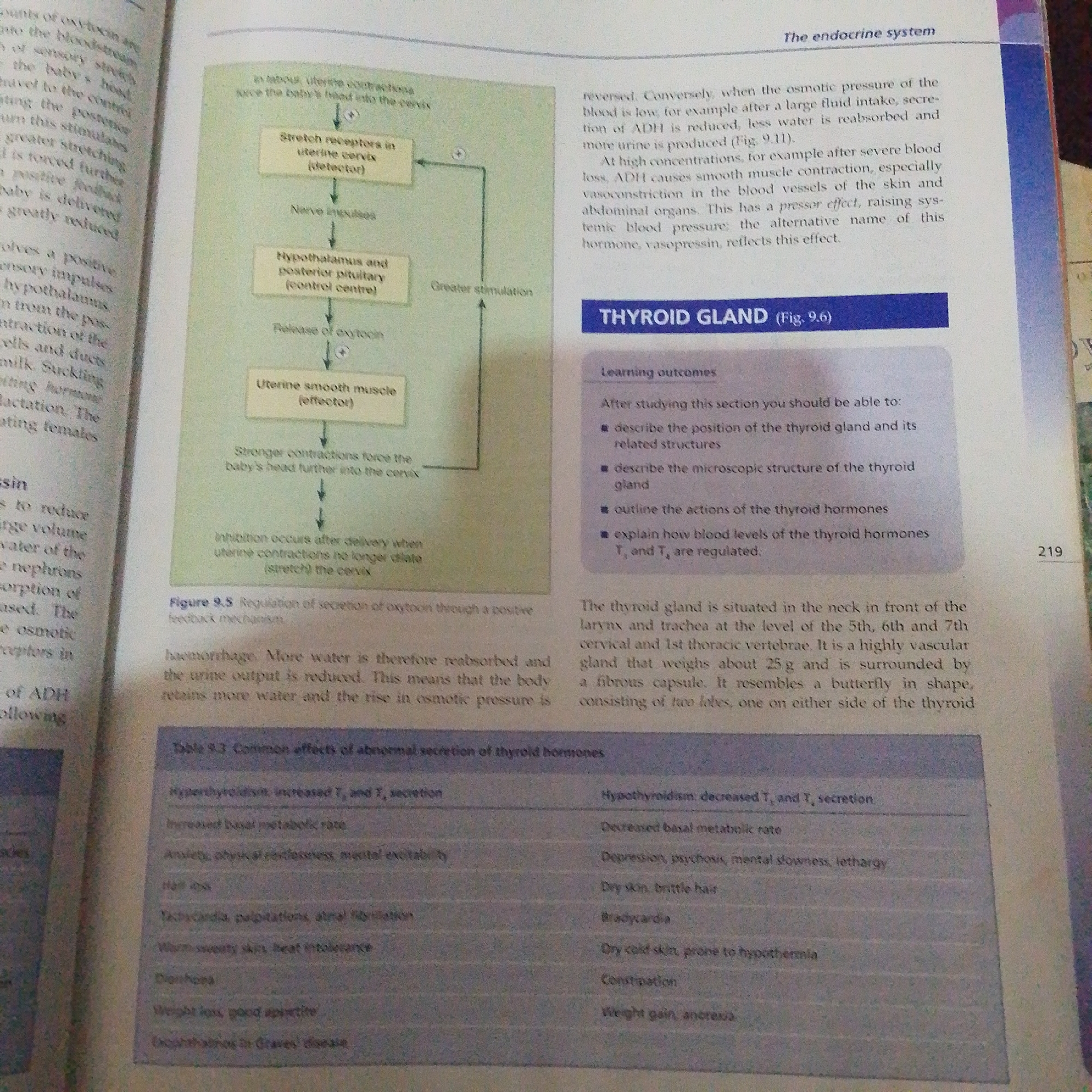 The image displays two pages of an open textbook. The left page contains diagrams and text related to the endocrine system, specifically focusing on the regulation of oxytocin secretion during childbirth and the effects of ADH. The right page continues the discussion of the endocrine system, introducing the thyroid gland and listing its learning outcomes. Below this, there is a description of the thyroid gland's location and structure. A table titled "Table 9.3 Common effects of abnormal secretion of thyroid hormones" is partially visible at the bottom of the right page, detailing symptoms of hyperthyroidism and hypothyroidism. The page number "219" is visible at the bottom right. The overall setting is that of an educational resource, likely a biology or physiology textbook. The content is informational and lacks any human subjects or specific event details. The lighting suggests it is indoors, possibly in a library or study area.