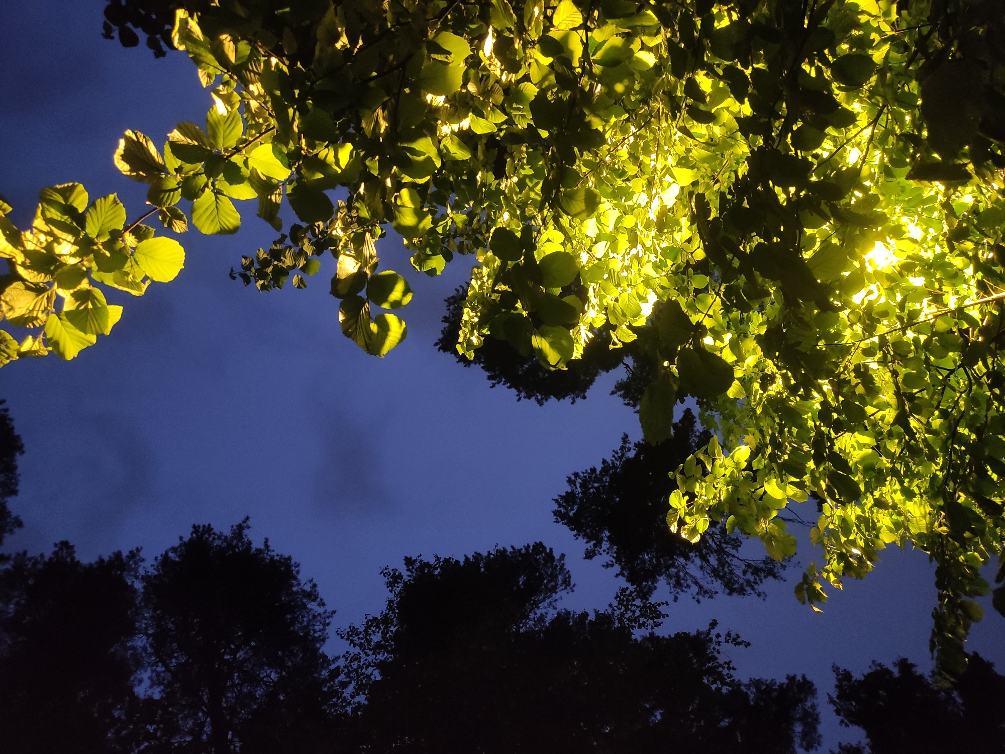 The image is a nighttime view looking upwards through tree foliage. The leaves in the upper portion of the frame are brightly illuminated, appearing yellow-green. The background shows a dark blue sky with subtle cloud formations. In the lower part of the image, silhouetted trees are visible against the night sky. The location is Kratovo, Russia. The time of day is night, with ambient light illuminating the scene. No people are visible.
