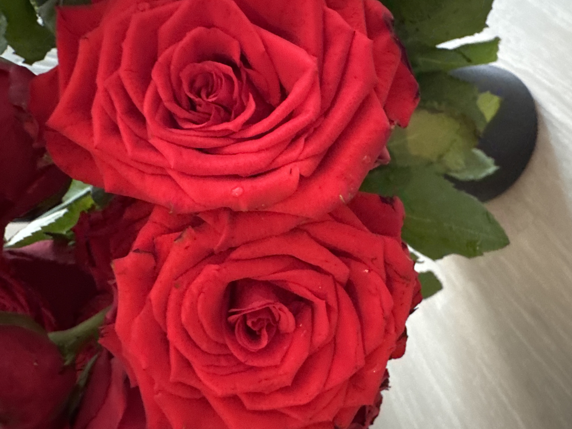 A close-up, high-angle shot features two vibrant red roses in bloom, set against a soft, blurred background of light-colored wood grain and some green foliage. The roses are the primary focus, with their intricate petal formations and deep red hue. Tiny water droplets are visible on the petals of both roses, suggesting recent watering or dew. The roses are placed in a dark-colored vase, partially visible at the bottom of the frame. The lighting is soft and diffused, creating a gentle illumination that highlights the texture and color of the petals. The overall impression is one of natural beauty and simple elegance.