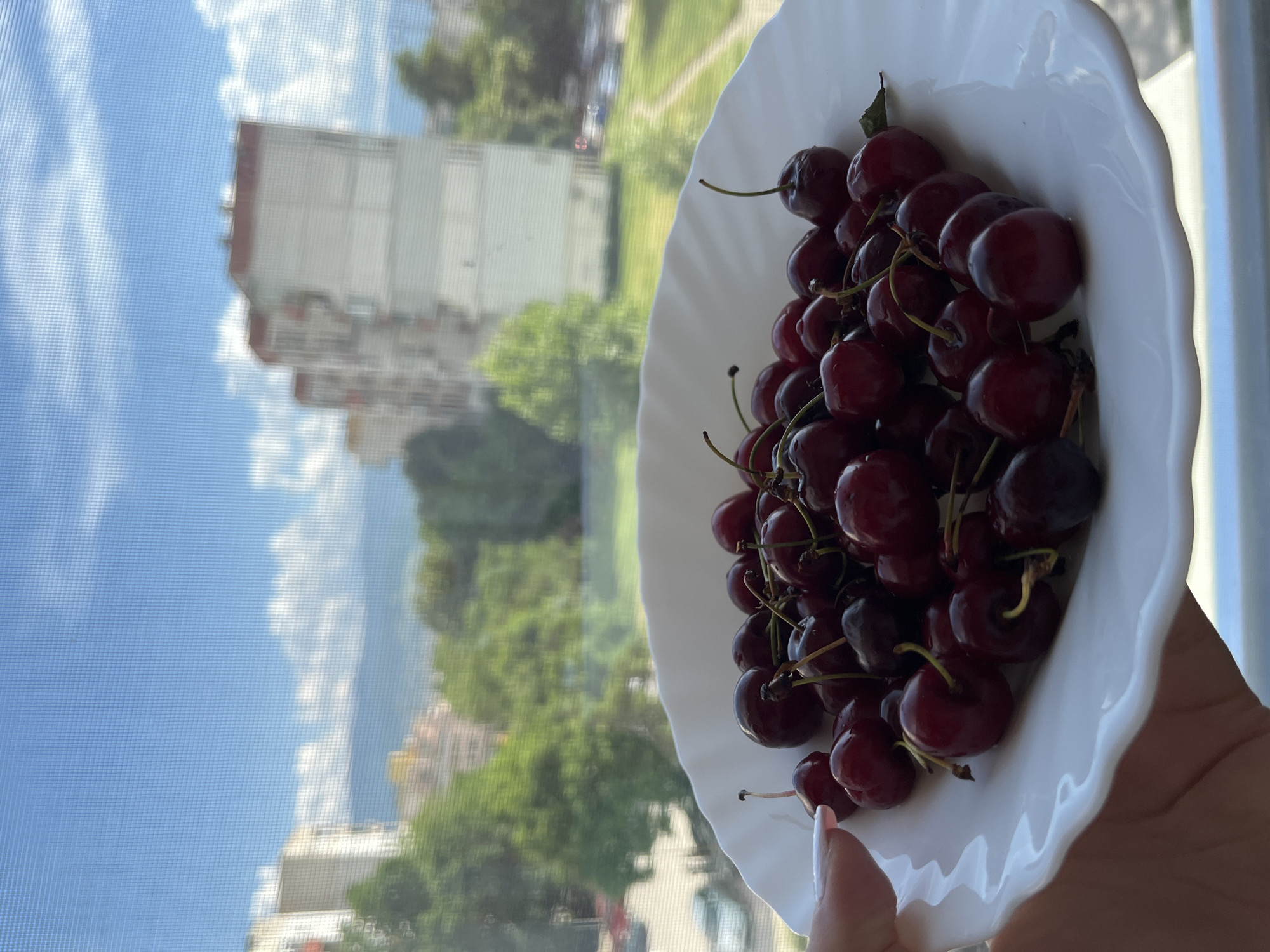 A white, scalloped-edge plate filled with dark red cherries sits on a surface, likely a balcony railing, with a hand holding the edge of the plate. In the background, through a window screen, a bright blue sky with scattered white clouds is visible above a residential area. Several multi-story apartment buildings with white facades and red-tiled roofs are present, interspersed with lush green trees. The scene appears to be an urban environment in Plovdiv, Bulgaria, on a sunny day.