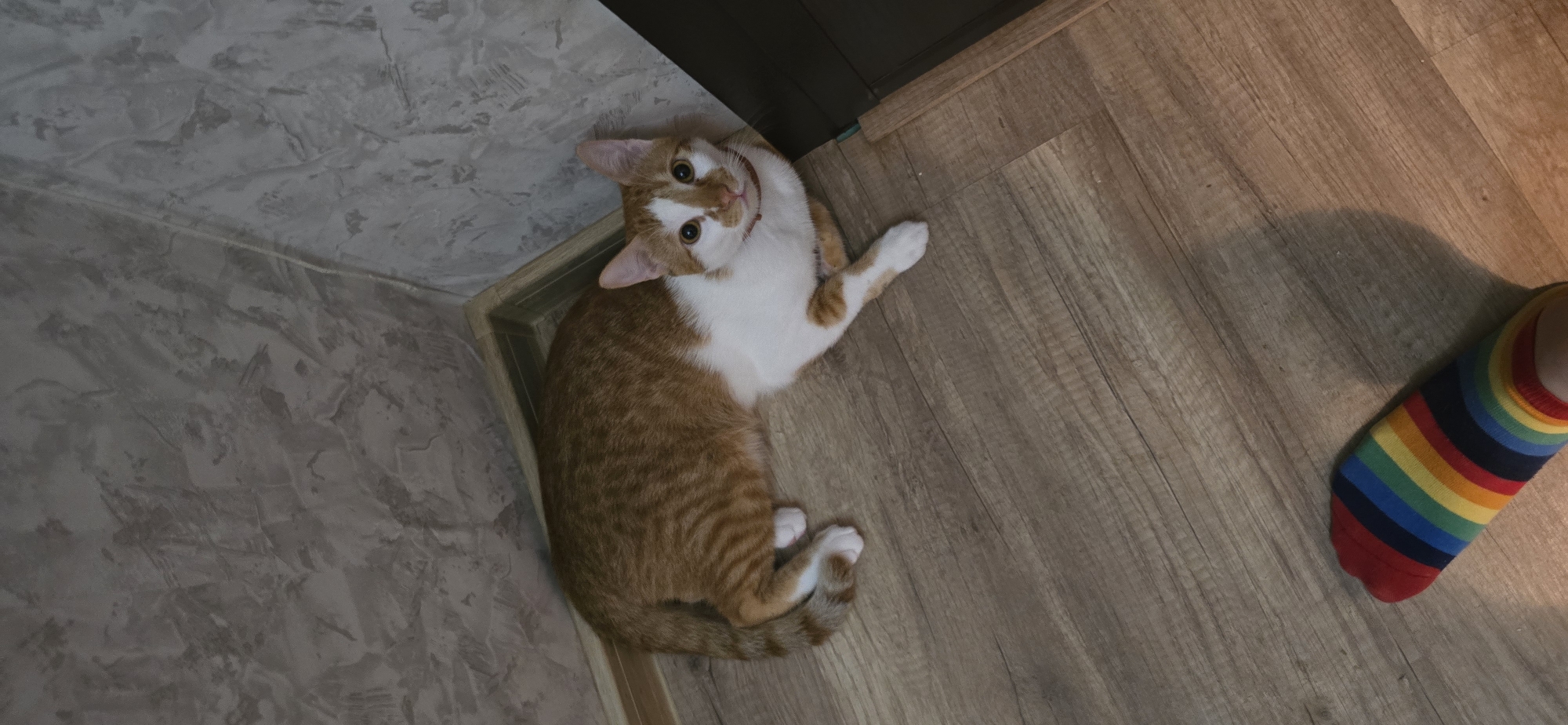An overhead shot captures an inquisitive orange and white cat lying on a light brown wooden floor in an indoor setting. The cat, with prominent white fur on its face, chest, belly, and paws, is predominantly ginger or orange tabby. It wears a thin, reddish-brown collar. Its head is tilted upwards, and its large, bright eyes are fixated on the viewer, indicating curiosity or attentiveness.
The cat is positioned near a corner where the wooden floor meets a grey, textured wall, possibly with a stucco or marbled effect. A dark door frame or threshold is visible along the edge of the floor. In the bottom right corner, a human foot wearing a brightly colored rainbow-striped ankle sock is partially visible, suggesting a person is standing nearby. The lighting appears to be artificial indoor light, creating a slight shadow near the foot. There is no visible text in the image.