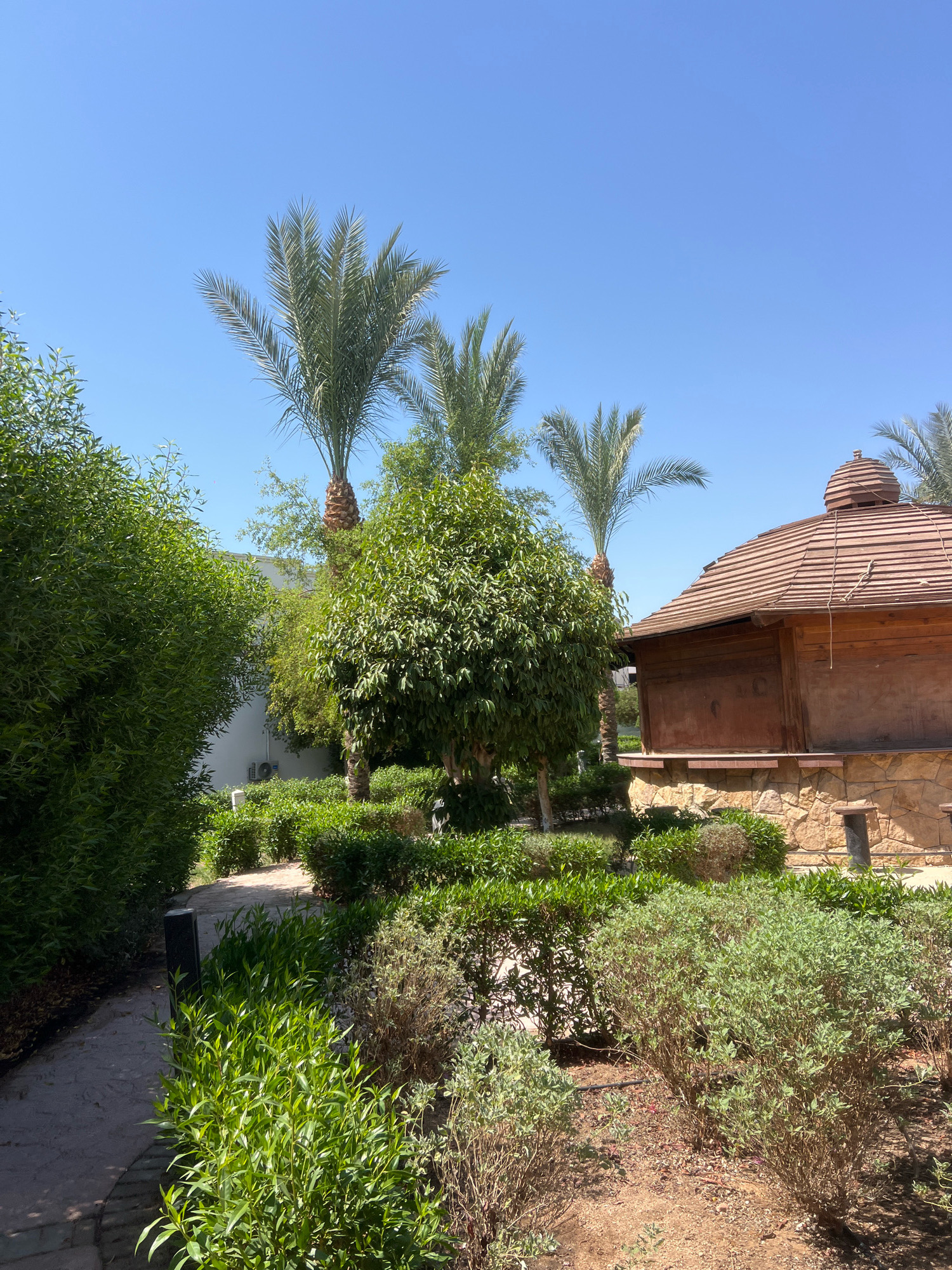 The image depicts a lush, green garden area with several palm trees and well-maintained bushes. A pathway made of stone or pavers winds through the garden. In the background, a rustic, wooden structure with a tiled, conical roof is visible, built on a stone foundation. The sky is clear and blue, indicating a sunny day. The overall setting appears to be a resort or a similar establishment in Sharm El Sheikh, Egypt, characterized by its tropical vegetation and architectural style. There are no people or animals present in the scene.