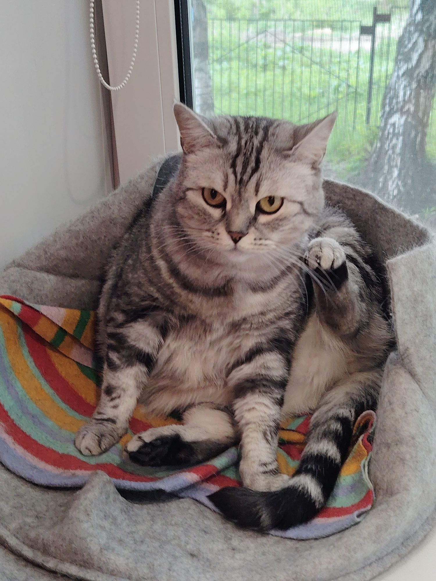A gray tabby cat sits in a gray pet bed lined with a rainbow-striped blanket, facing the camera. The cat's eyes are yellow, and it has a contemplative or mildly annoyed expression. It holds up one paw, possibly grooming or playing with its whiskers. The cat is positioned near a window with a white frame. Outside, greenery and a birch tree are visible through a mesh screen.