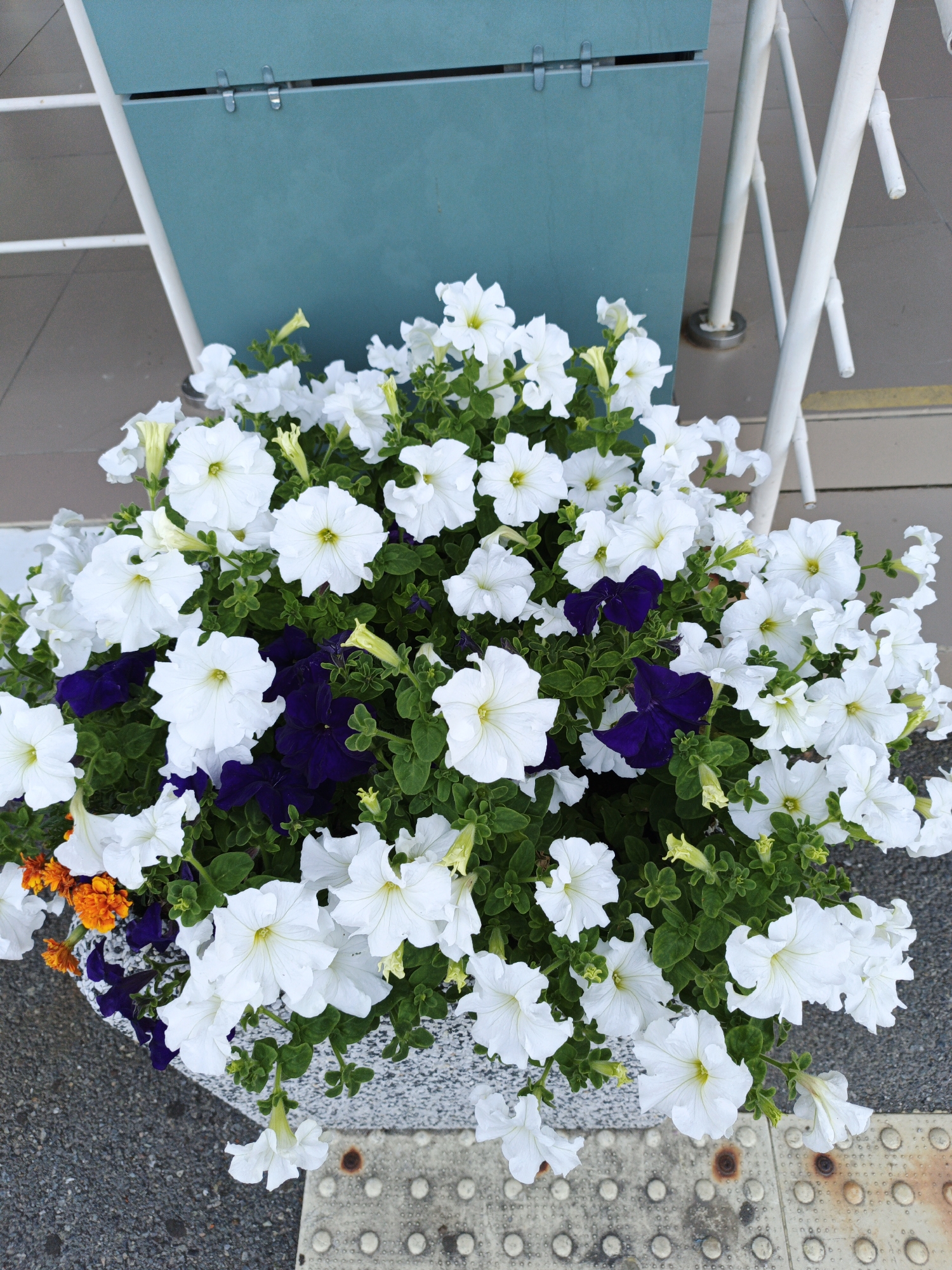 A planter box overflowing with white petunias and interspersed with a few dark purple petunias and orange marigolds sits in front of a teal-colored panel and white metal supports. The planter is textured and appears to be made of a speckled material. The ground in front of the planter is paved with asphalt and a textured concrete strip with raised circles. The scene suggests an outdoor urban environment, possibly a cafe or public space. The teal panel has two metal clasps. The white supports are a series of interconnected rods and poles. There are no people visible in the image. The lighting suggests it is daytime. The image does not provide any specific visual cues to pinpoint the location within the city of Kazan, Russia.