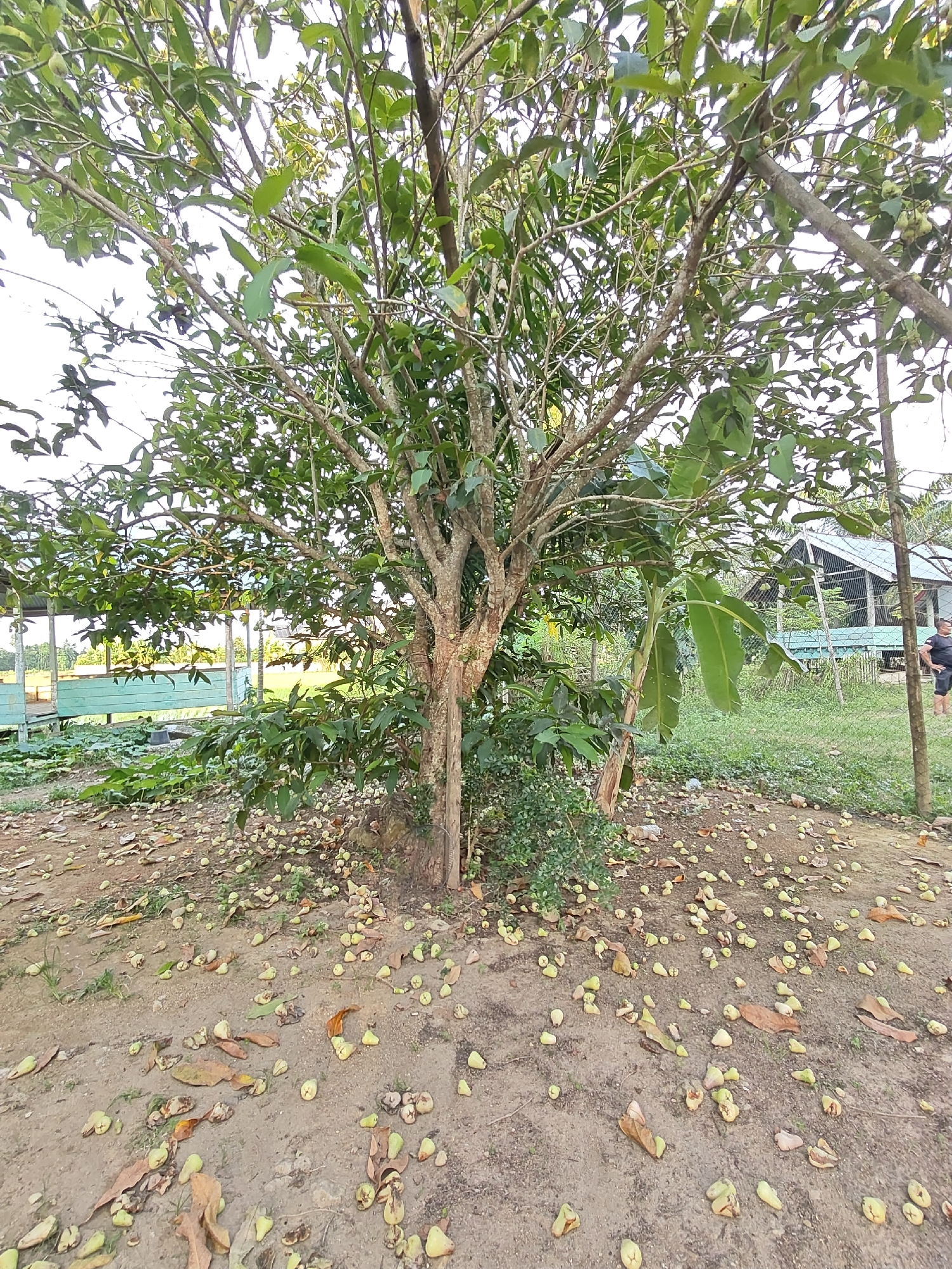 The image depicts an outdoor scene in Ubitpayaitek, Indonesia. In the foreground, a tree stands with its branches laden with green leaves. Fallen fruits, appearing to be small, light-colored bell-shaped fruits, are scattered on the dry, sandy ground around the base of the tree, along with several brown, dried leaves.
In the mid-ground, a light blue structure, possibly a bench or seating area, is visible. Behind this structure, there is a large expanse of green vegetation, suggesting a field or cultivated area. A banana tree with large, broad leaves stands to the right of the main tree, and further to the right, a wire fence encloses an area with a simple building that has a pitched roof. A person wearing a dark t-shirt and shorts stands near the fence, looking away from the camera. The sky is overcast and bright.