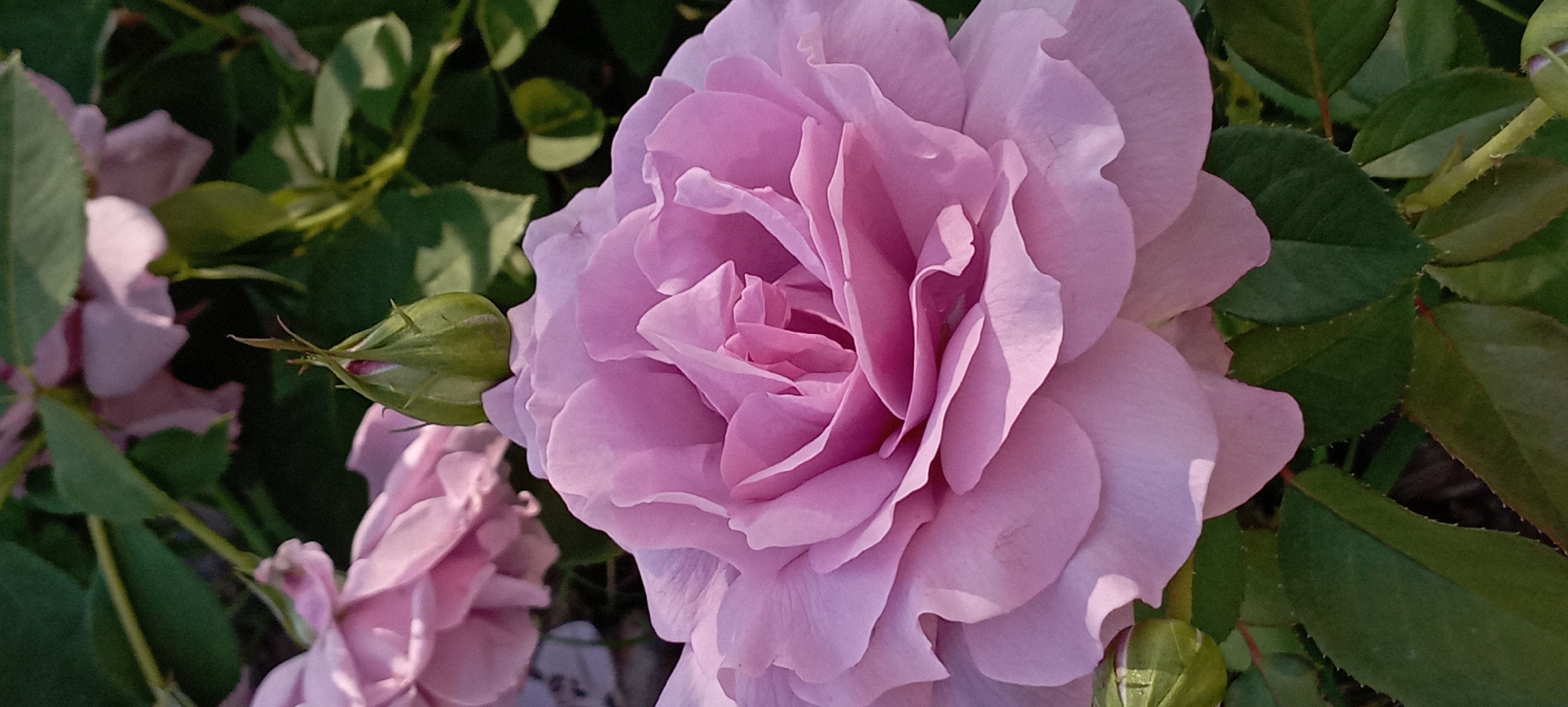 A close-up, vertical shot captures a soft pink rose in full bloom, its layered petals gently unfurling. The rose's center is tightly packed with petals, creating a delicate texture. Above the rose, a green rosebud is visible, pointing upwards. The background is a blur of dark green foliage and hints of other pink roses, suggesting a garden setting. The lighting suggests it is daytime, possibly late afternoon, given the soft shadows on the petals. This image was taken in Radisne, Ukraine.