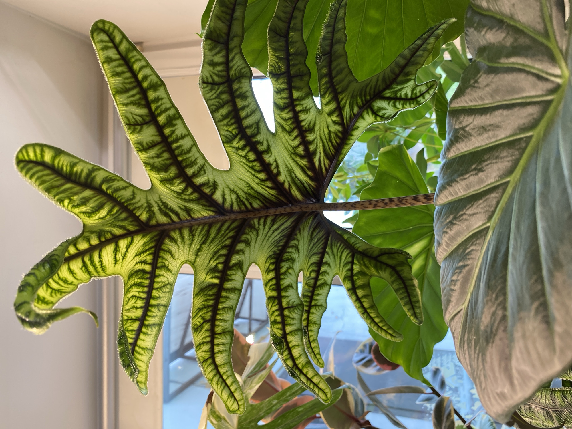 The image shows a close-up of a large, intricately veined green leaf of a plant, likely an Alocasia species given its shape and texture. The leaf is backlit, allowing the intricate pattern of dark green veins against a lighter green background to be clearly visible. The edges of the leaf are slightly ruffled and appear to have fine, fuzzy hairs. The leaf stem is visible and has a patterned texture. Other large, green leaves of a similar plant are in the foreground and background, appearing lush and healthy. The lighting suggests an indoor environment, possibly near a window, as indicated by the bright light and blurred background elements which hint at a windowpane and possibly outdoor light. There is no indication of the city of Borovichi, Russia, in the image itself. The scene is focused solely on the plant and its leaves.