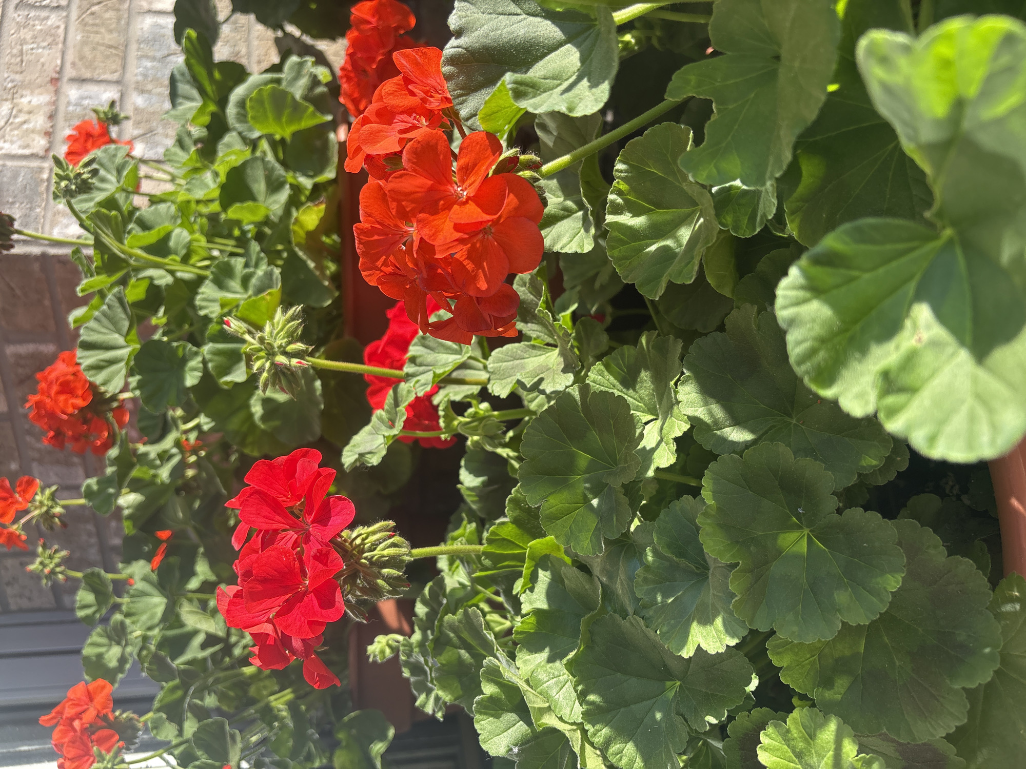 This is a vibrant close-up photograph of bright red geraniums (Pelargonium) in full bloom and bud, surrounded by their distinctive green foliage. The plants appear to be growing in a container or flowerbed, with a dark brown edge of a pot visible on the right and bottom edges of the frame.
The central subjects are clusters of vivid red flowers, characterized by their multiple petals, and numerous green leaves with a rounded, lobed shape. Many flower buds, some hairy, are also visible, indicating ongoing growth. The leaves display various shades of green, with some appearing velvety or textured, and show distinct veining.
The setting is outdoors on a bright, sunny day, evidenced by the strong, natural sunlight illuminating the plants. This light creates prominent highlights on the flowers and leaves, as well as casting clear shadows, adding depth and dimension to the scene. In the background, partially blurred, a light-colored brick wall is visible, suggesting the plants are placed against a building or structure. The overall impression is one of lush, healthy, and colorful flora thriving under ample sunshine. There is no visible text in the image.