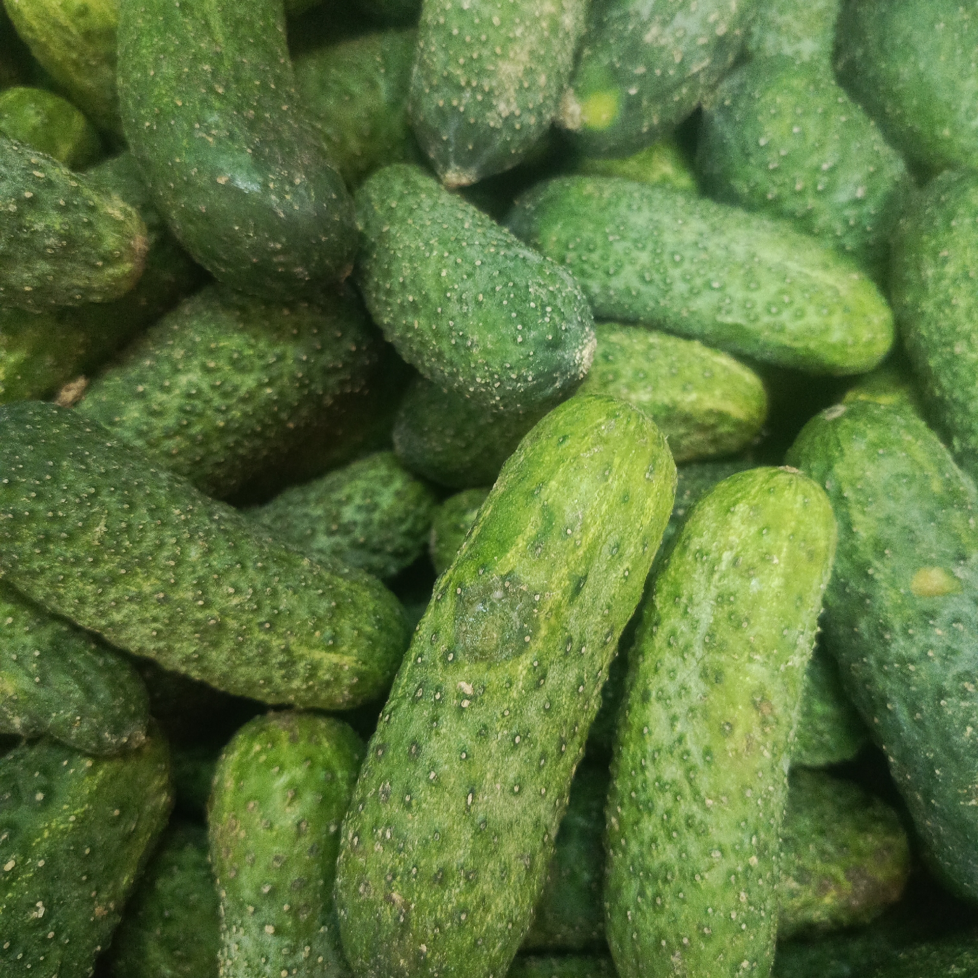 A close-up, overhead shot displays a pile of fresh, bumpy green cucumbers. The cucumbers are oriented at various angles, filling the frame. The focus is sharp on the textured skin of the vegetables, which exhibit small white dots and some lighter green patches. The overall lighting is even, highlighting the natural green color of the cucumbers. No people, actions, or specific environmental context beyond the food itself are discernible. The image is a still-life composition of produce.