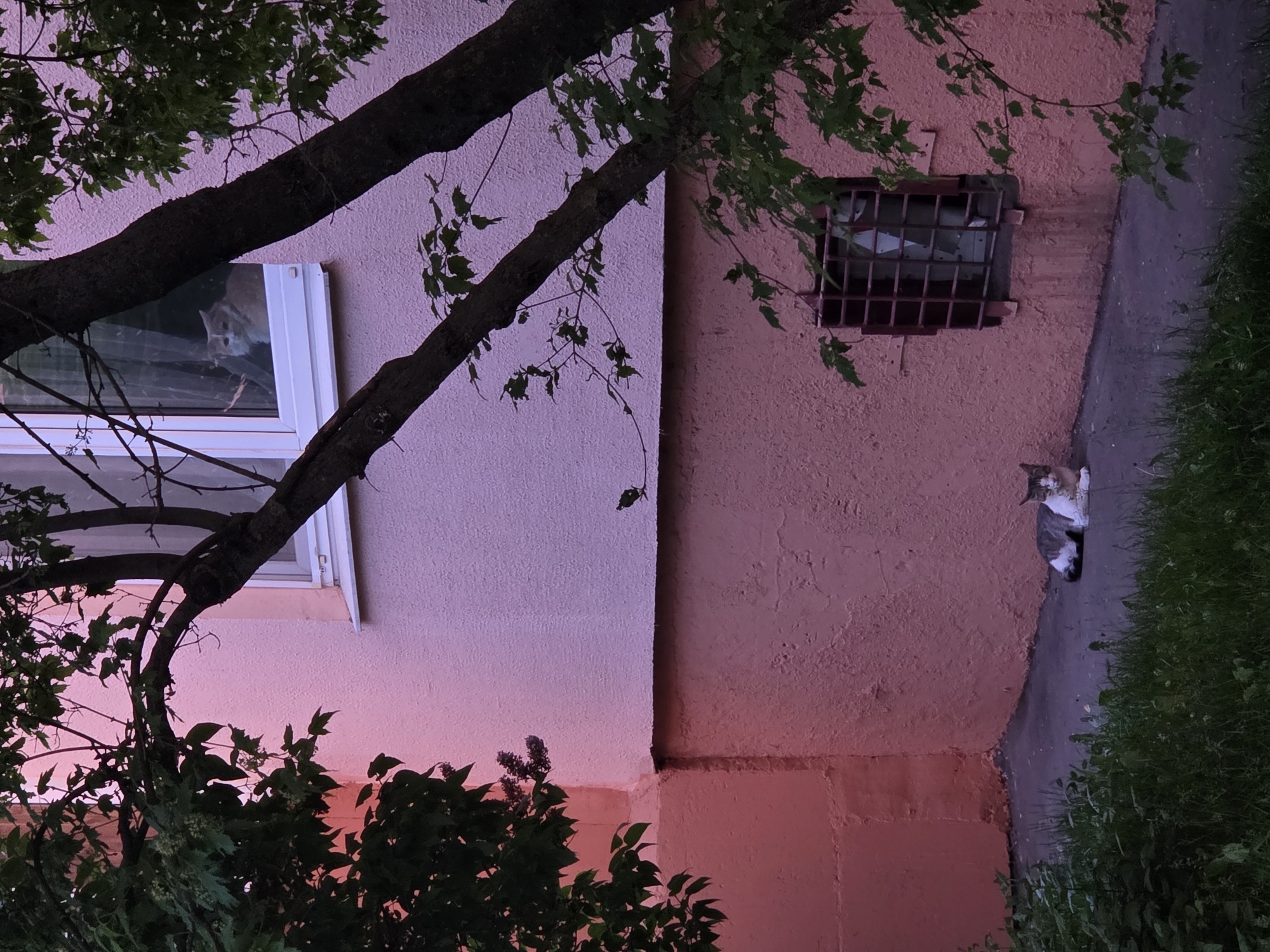 A sideways, eye-level shot depicts a building facade at dusk or twilight in the city of Unknown, Unknown. The building, colored in shades of pink and salmon, features a window with white trim on the left, partially obscured by a tree branch with leaves. Adjacent to it is another window with a dark metal grate. To the right of the grated window, a cat is seated on the narrow sidewalk, its fur a mix of white, grey, and brown. The sidewalk is bordered by green grass. The overall lighting suggests either early morning or late evening.
