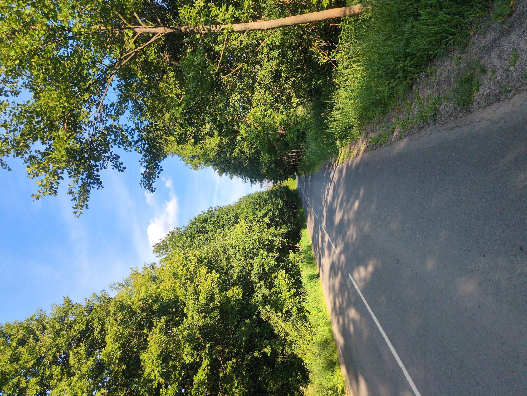 A paved road with a white line marking the center runs through a tree-lined avenue on a sunny day. The trees, lush with green foliage, flank both sides of the road, creating a shaded canopy overhead. Patches of sunlight dapple the asphalt, casting shadows from the leaves. The sky above is a clear blue, dotted with a few white clouds. The scene appears to be in or near the village of Molochyn fermy, Russia, given the rural and natural setting. There are no people or vehicles visible in the image.
