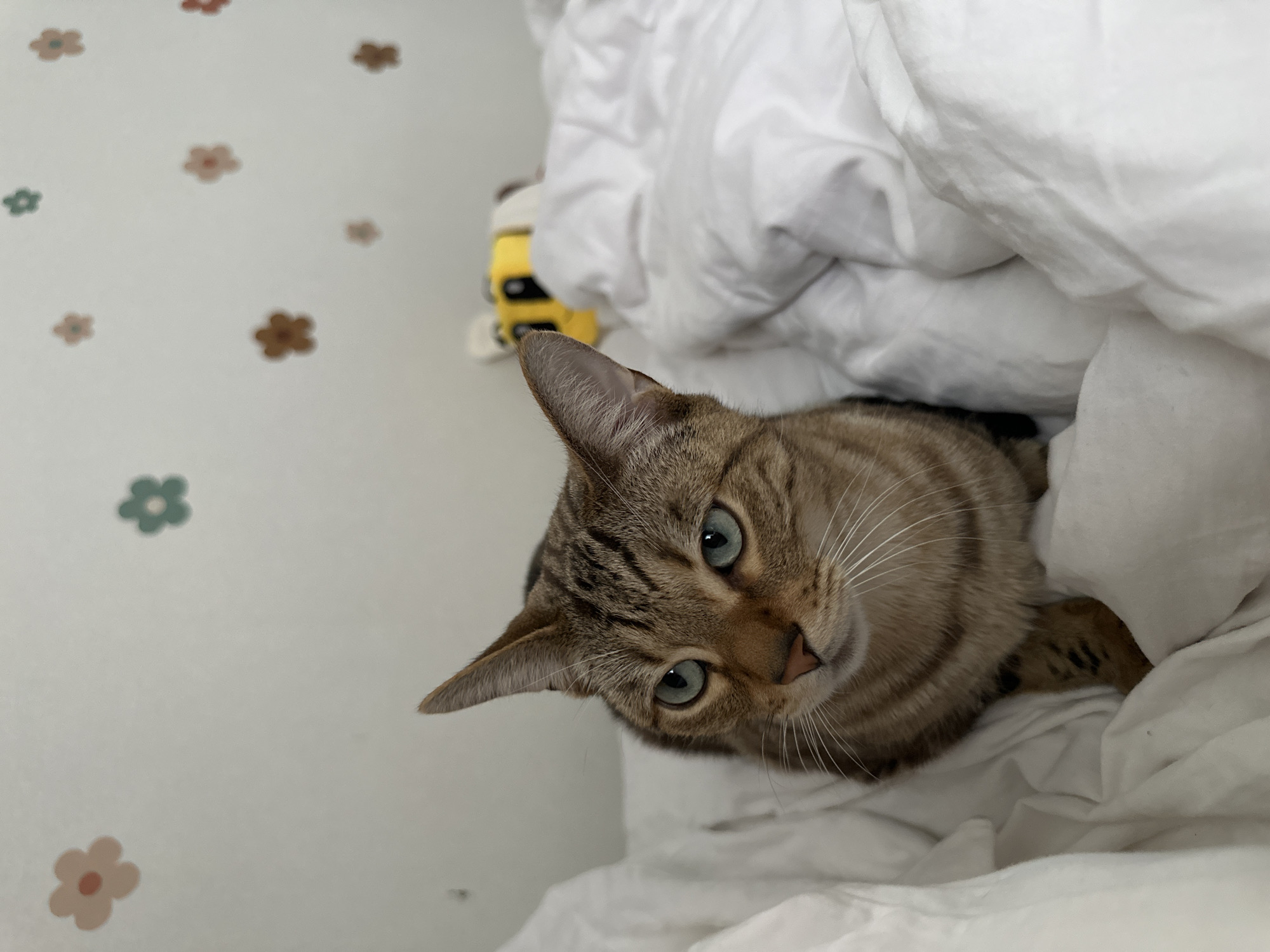 A close-up, high-angle shot features a tabby cat with striking blue eyes nestled within white bed linens. The cat's head is tilted slightly, giving the impression that it is looking up at the viewer. Behind the cat is a wall or headboard with a repeating floral pattern. A blurred yellow object is partially visible to the left of the cat's head. The setting appears to be indoors, likely a bedroom. There is no evidence to place this in Chaikovsky, Russia.