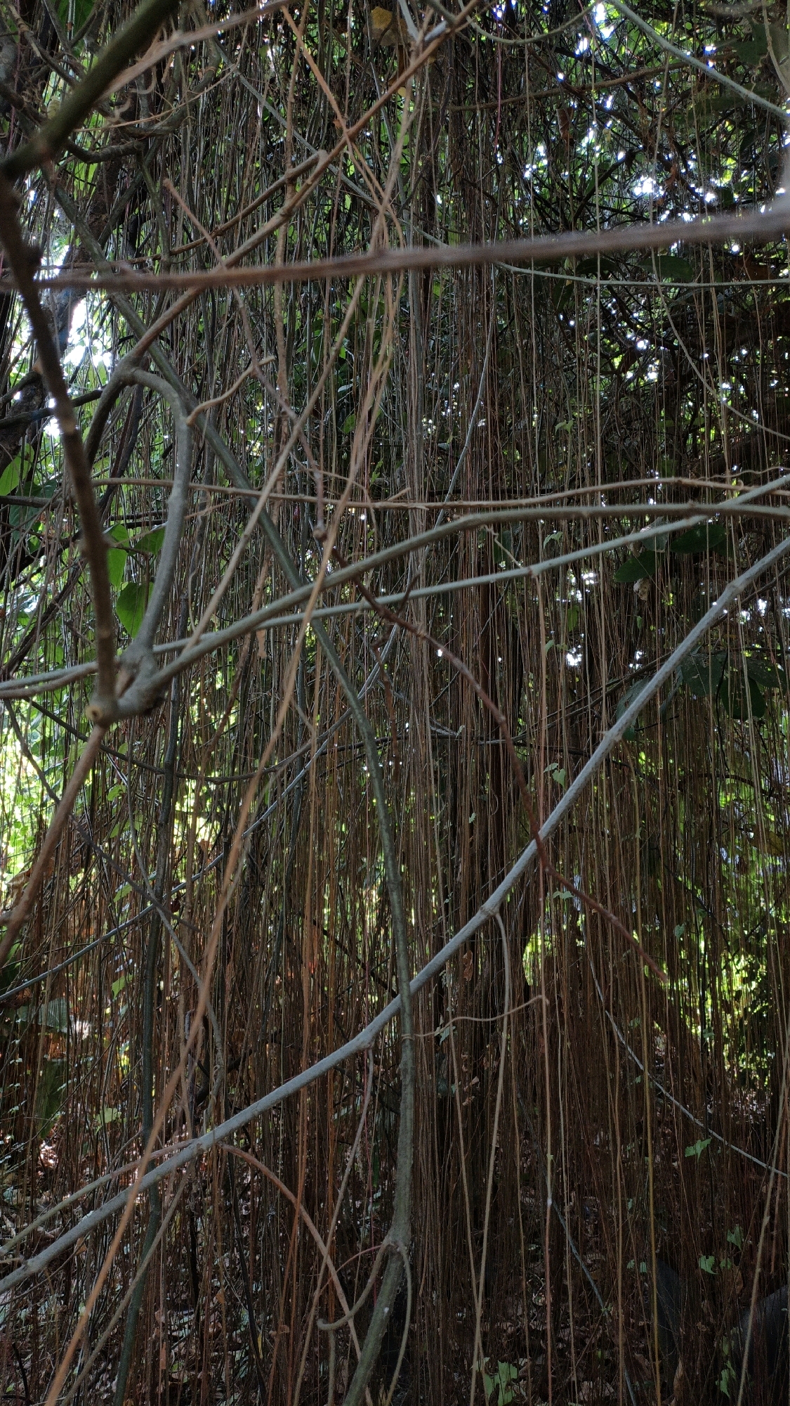 The image depicts a dense canopy of hanging vines and branches, with sunlight filtering through the foliage. The vines are a mix of brown and grey, with some thicker branches interlaced with the thinner hanging tendrils. Green leaves are visible in the background, suggesting a lush environment. The scene appears to be in a natural setting, possibly a park or a jungle. The overall impression is one of abundance and natural growth. There are no people or animals visible in the image. The lighting suggests it is daytime, with a dappled effect from the sun. The environment is overgrown and natural.