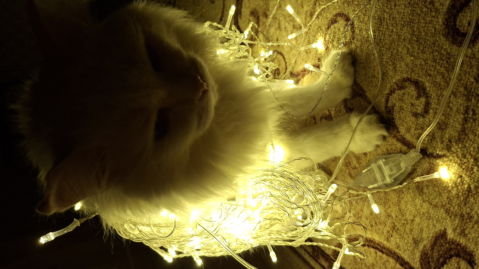 A low-angle shot shows a white cat lying amidst a tangle of glowing string lights on a patterned carpet. The cat's head and upper body are in the foreground, with its paws visible towards the right. The string lights, which are bright yellow, partially obscure the cat and illuminate the carpet. The background is dark and out of focus. The location is not possible to determine based on the image alone.