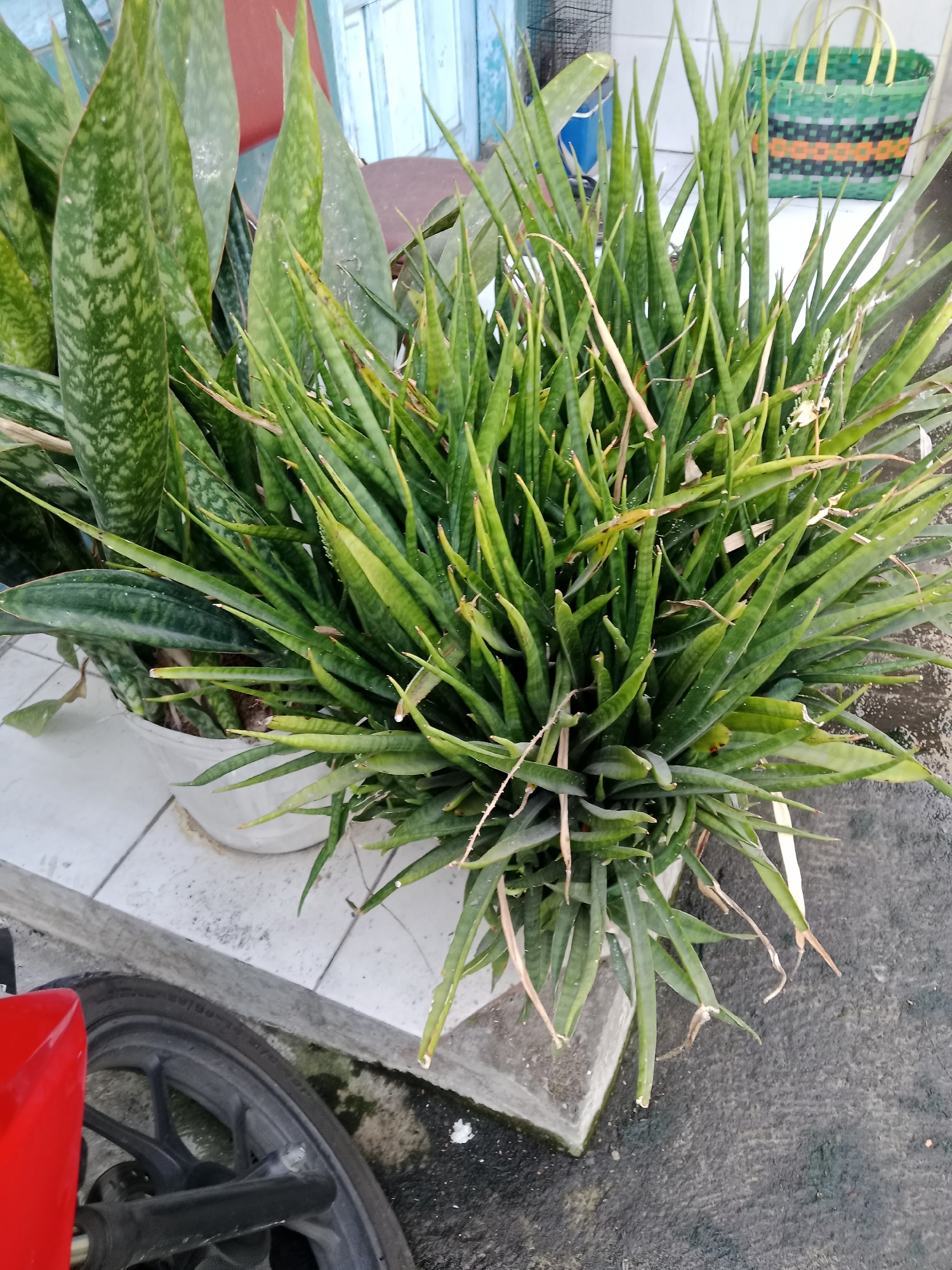 A medium shot captures a dense cluster of Snake Plant (Sansevieria trifasciata) in a white ceramic pot placed on a tiled surface in Kediri City, Indonesia. The plants exhibit their characteristic upright, sword-shaped leaves, with the dominant variety displaying dark green coloration with lighter green cross-banding. To the left of the potted plants, the edge of a red motorcycle part is visible, with its black tire and silver rim partially in frame. In the background, a portion of a light blue wooden fence is seen, and behind that, a green woven basket with yellow handles rests on the tiled surface. The ground outside the tiled area appears to be asphalt or concrete, with some dampness and discoloration. The scene suggests an outdoor setting, possibly a residential yard or a commercial establishment in Kediri.