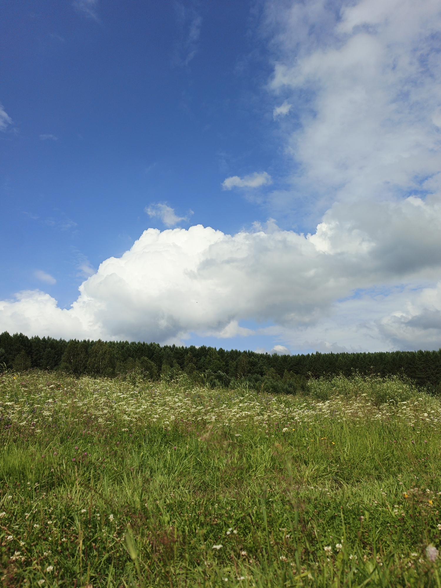 An outdoor, medium shot captures a meadow in Medvedyovka, Russia. The sky, a vibrant blue, is dotted with scattered white clouds, most notably a large, puffy cumulus formation. The horizon is defined by a dense line of dark green trees. In the foreground, a field of tall green grass is interspersed with numerous small white wildflowers and some scattered clover. The lighting suggests it is daytime, likely mid-morning or afternoon, with sunlight illuminating the scene. There are no people or animals visible in the image.