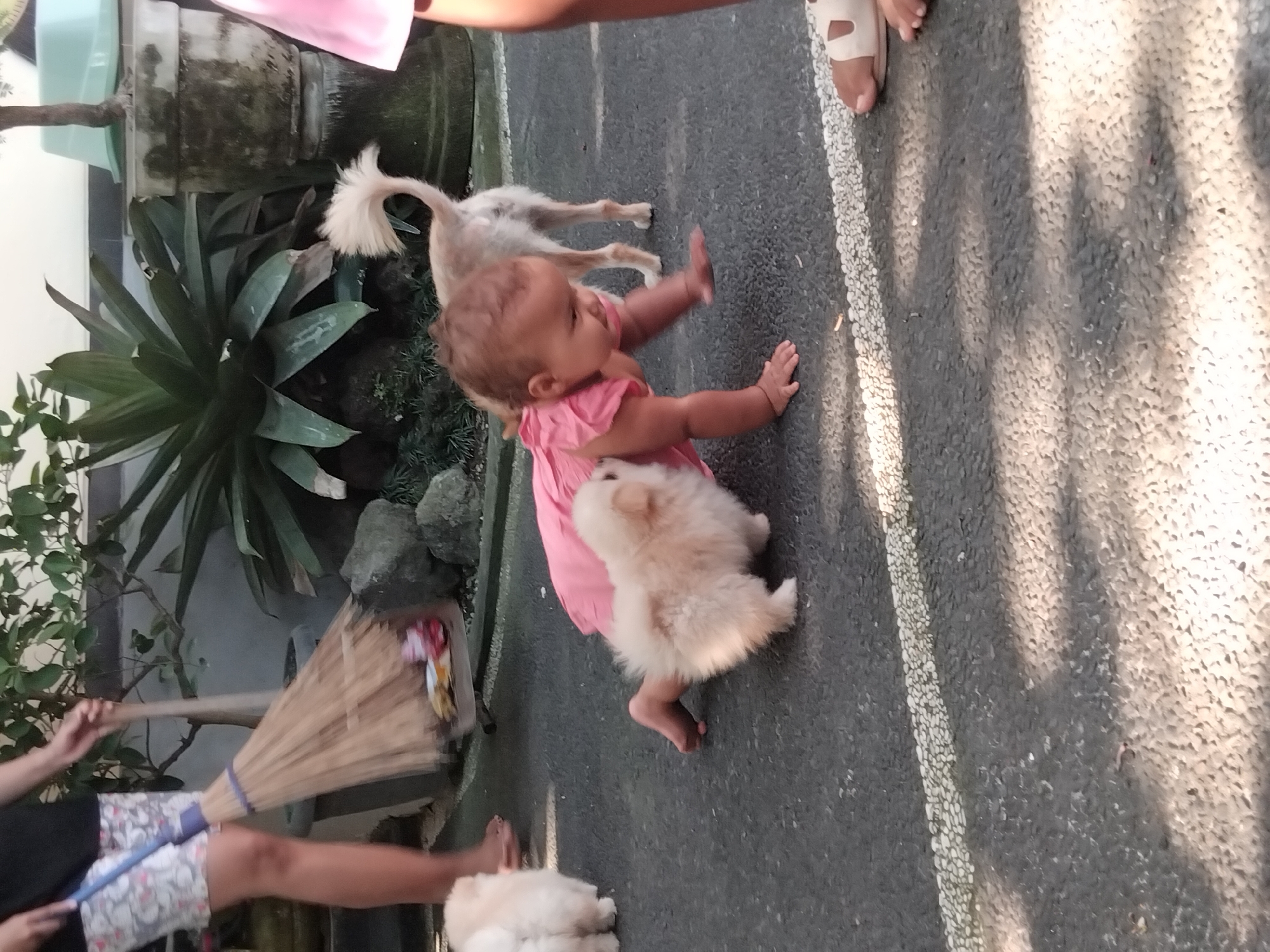 An overhead shot shows a baby crawling on an asphalt path. The baby is wearing a pink dress and is surrounded by two fluffy dogs. A person is sweeping in the background. The scene appears to be outdoors in a courtyard or garden.