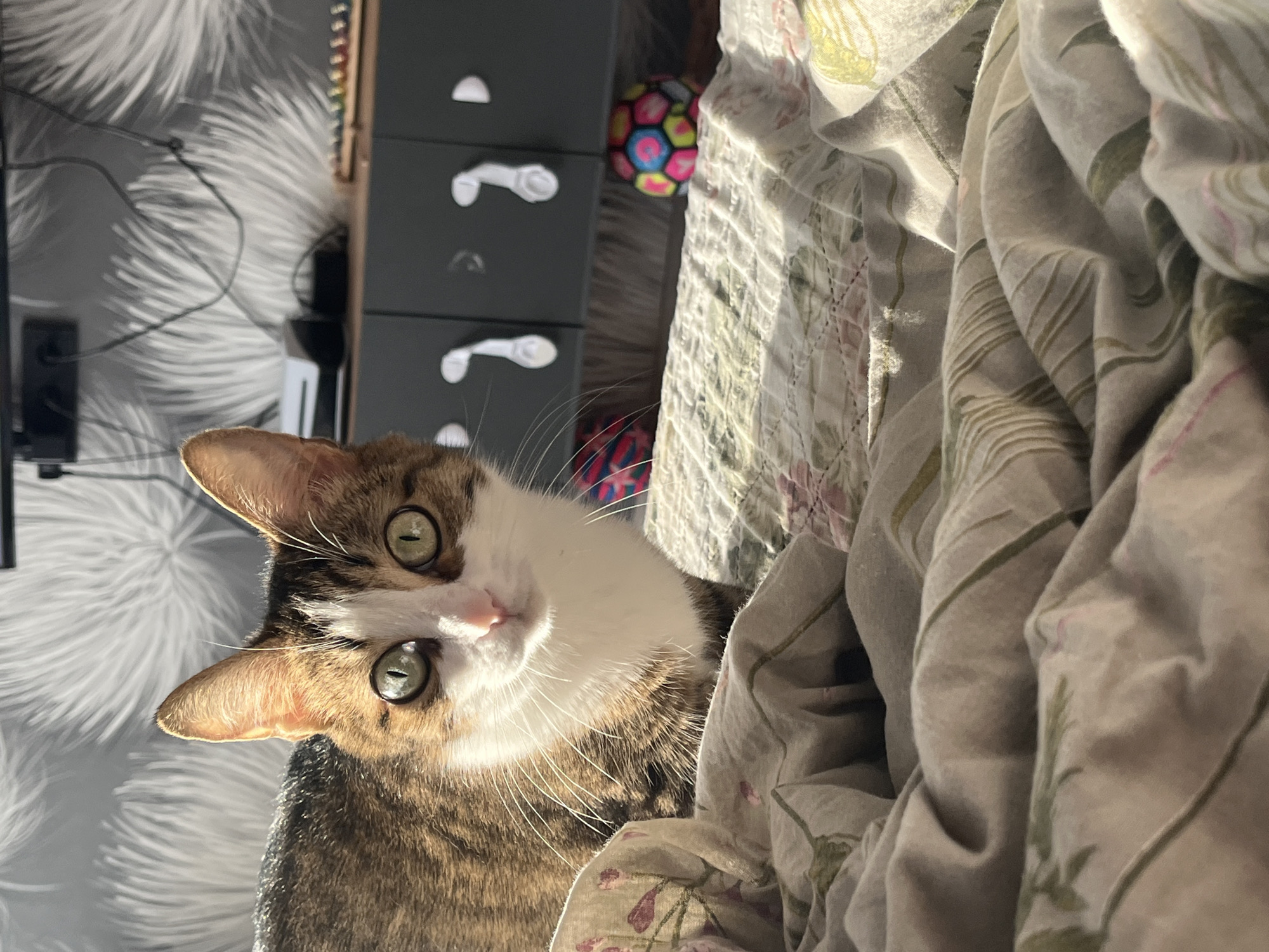 A brown and white tabby cat is partially visible in the lower left of the frame, looking upward. The cat is beside rumpled bedding with a floral pattern. Behind the bedding is a set of dark grey drawers with white handles, next to a wall with a feather pattern. Above the drawers and slightly behind the bedding is a multi-colored ball. Other items are partially visible in the top left corner, including what appears to be a power strip and cables. The setting could be a domestic interior. Information available does not indicate the location is Chaikovsky, Russia.