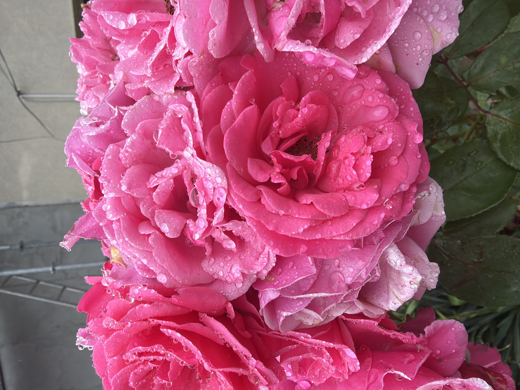 A close-up, high-angle shot shows a dense cluster of vibrant pink roses, each petal adorned with glistening water droplets. The roses appear to be in full bloom, with some petals slightly curled and others unfurling to reveal the flower's intricate structure. The background is out of focus, but hints of a grey, textured surface and a metal ladder are discernible, suggesting an urban or garden setting. The lighting is soft, possibly from an overcast sky, which enhances the natural beauty of the roses and the clarity of the water droplets. The scene evokes a sense of freshness and natural beauty, possibly after a rain shower. The image does not contain any people or specific identifiable landmarks of Szczecin, Poland.