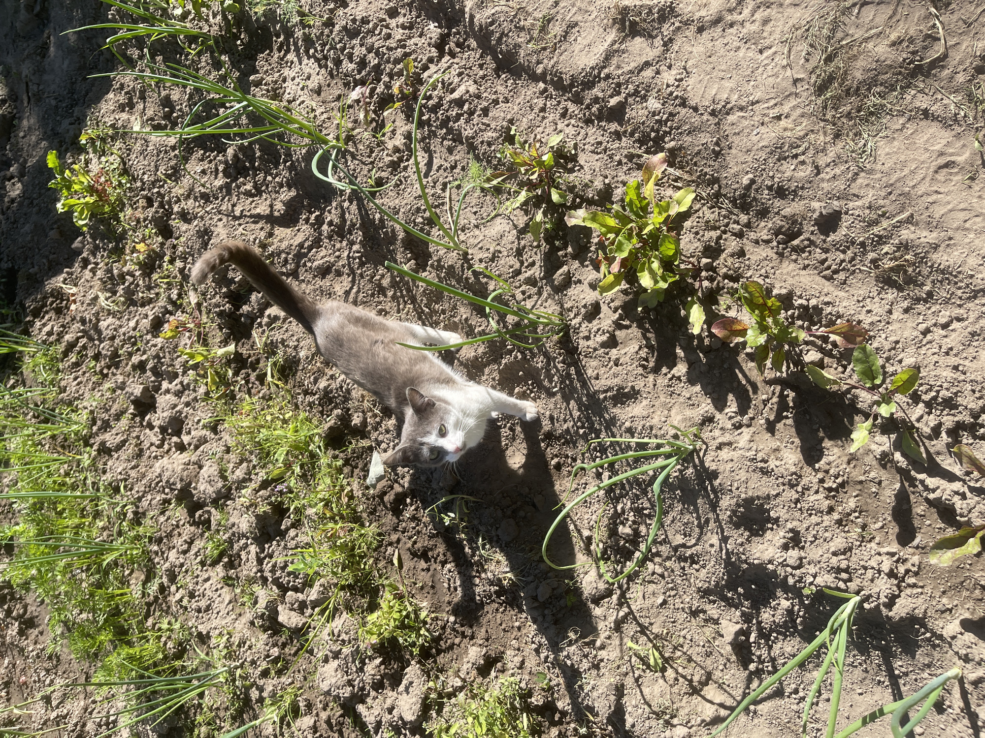 A gray and white cat is lying on the ground in a garden. The cat is looking up at the camera with wide, curious eyes. The garden is filled with rows of green plants, likely onions, and some leafy green vegetables. The ground is dry and dusty, with some patches of dry grass and leaves scattered around. The sun is shining brightly, casting long shadows across the scene, suggesting it is daytime. The overall setting appears to be a rural or suburban garden in Russia. There is no visible text in the image.