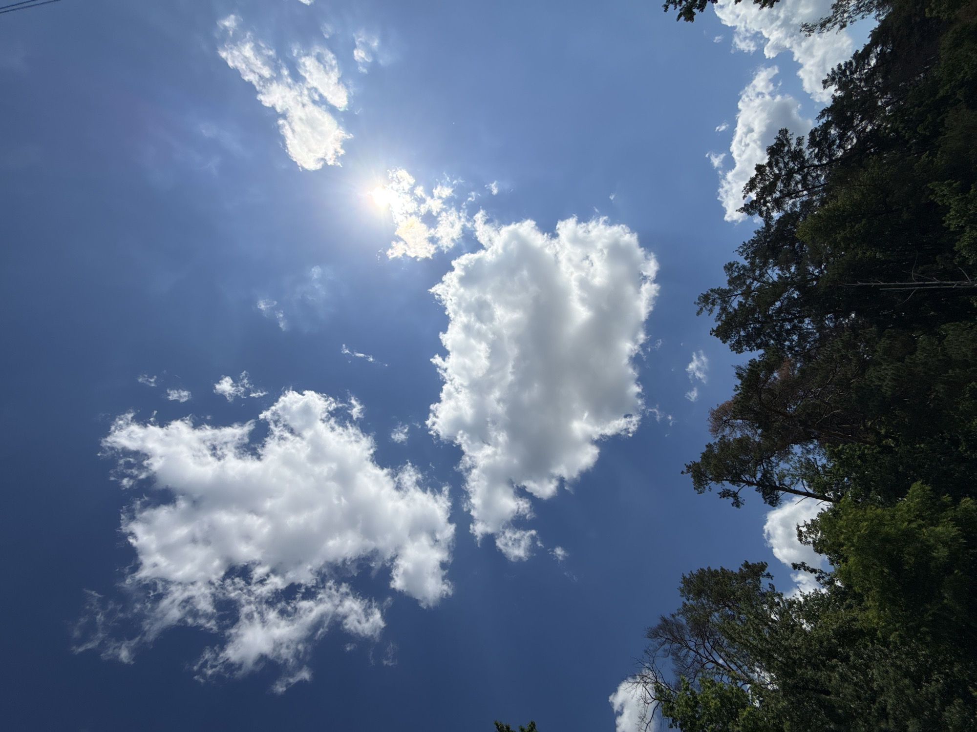 The image captures a view of the sky and treetops in Mykhailivka-Rubezhivka, Ukraine. The sky is a vibrant blue, populated with scattered white cumulus clouds. The sun is visible, shining brightly through some of the clouds, creating a lens flare effect. The lower portion of the image is dominated by the dark silhouettes of various trees, including pine and deciduous varieties, their branches and foliage forming a dense line against the sky. The overall impression is one of a clear, sunny day.