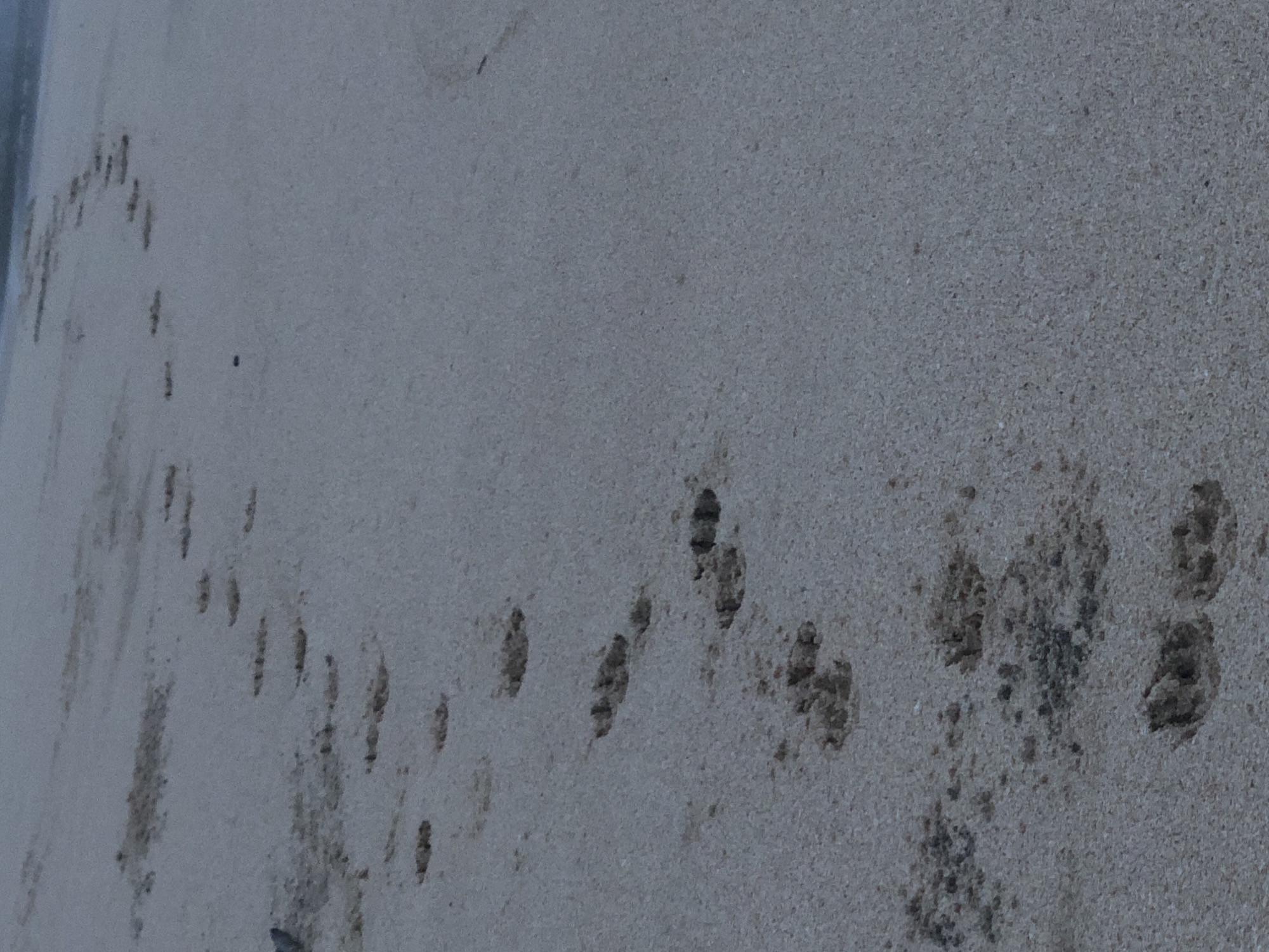 The image shows a series of dog paw prints in the sand on a beach. The prints are arranged in a trail leading away from the viewer. The sand is a light brown color, and the water can be seen in the background. The scene is peaceful and serene, with no people or other animals present. The location of Kathaluwa, Sri Lanka, is known for its beautiful beaches and is a popular tourist destination. The paw prints suggest that a dog has recently walked along the beach, leaving its mark in the sand.
