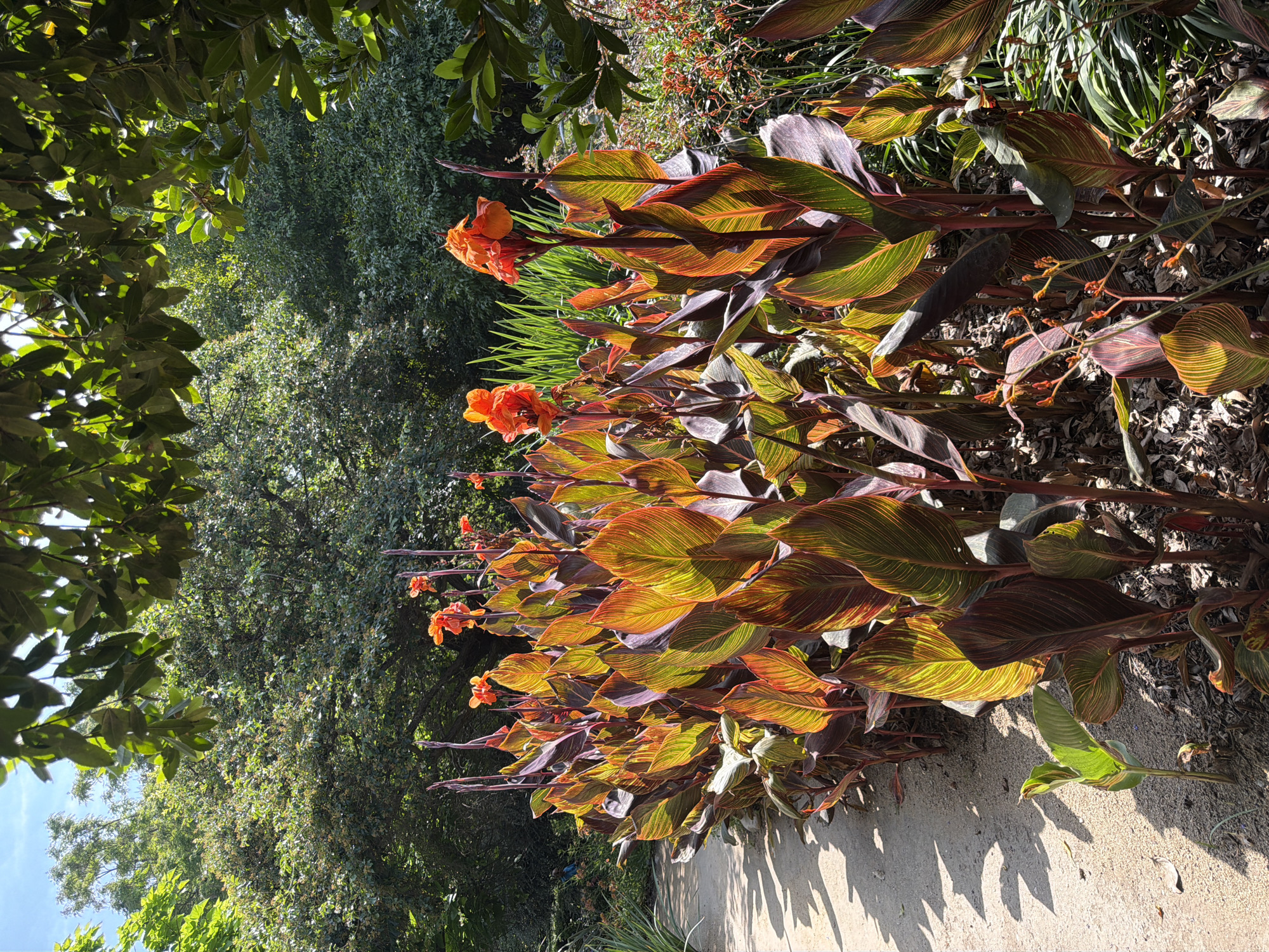 The image shows a row of Canna lilies with orange flowers and striped leaves along a walkway. The background includes trees, indicating the location is likely a garden or park in Arcadia, California, United States of America. The plants are bathed in sunlight, casting shadows on the walkway. There are no people visible in the scene.