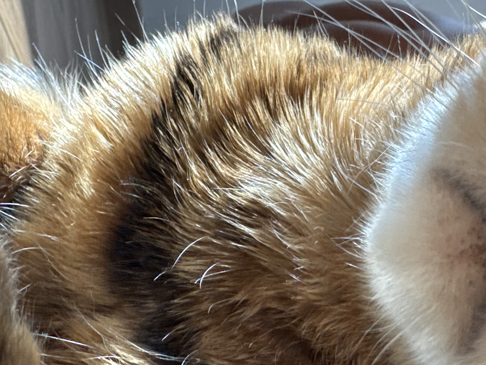 This is a close-up, macro photograph of a cat's fur. The fur is a mix of orange, brown, and black stripes. The image focuses on the texture and pattern of the fur, with individual hairs clearly visible. The lighting suggests the cat is in a well-lit area, possibly near a window, as indicated by the bright highlights on the fur and the shadows. The background is blurred, making the cat's fur the sole subject of the image. The location is not discernible from the image.
