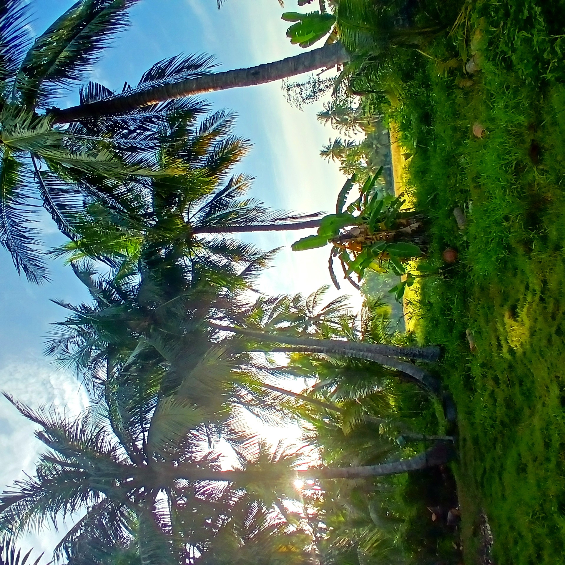 This is a low-angle, wide-shot photograph of a tropical landscape featuring numerous palm trees and lush green grass, with a clear blue sky overhead. The sun is visible, partially obscured by the palm fronds, creating a lens flare effect and casting dappled light on the foreground. In the mid-ground, a field of yellowing crops, possibly rice, is visible. There are no people or animals apparent in the image, nor are there any observable actions or interactions. The scene appears to be a natural, rural environment, consistent with the provided location of Tanjongan, Indonesia, known for its agricultural fields and coastal vegetation.