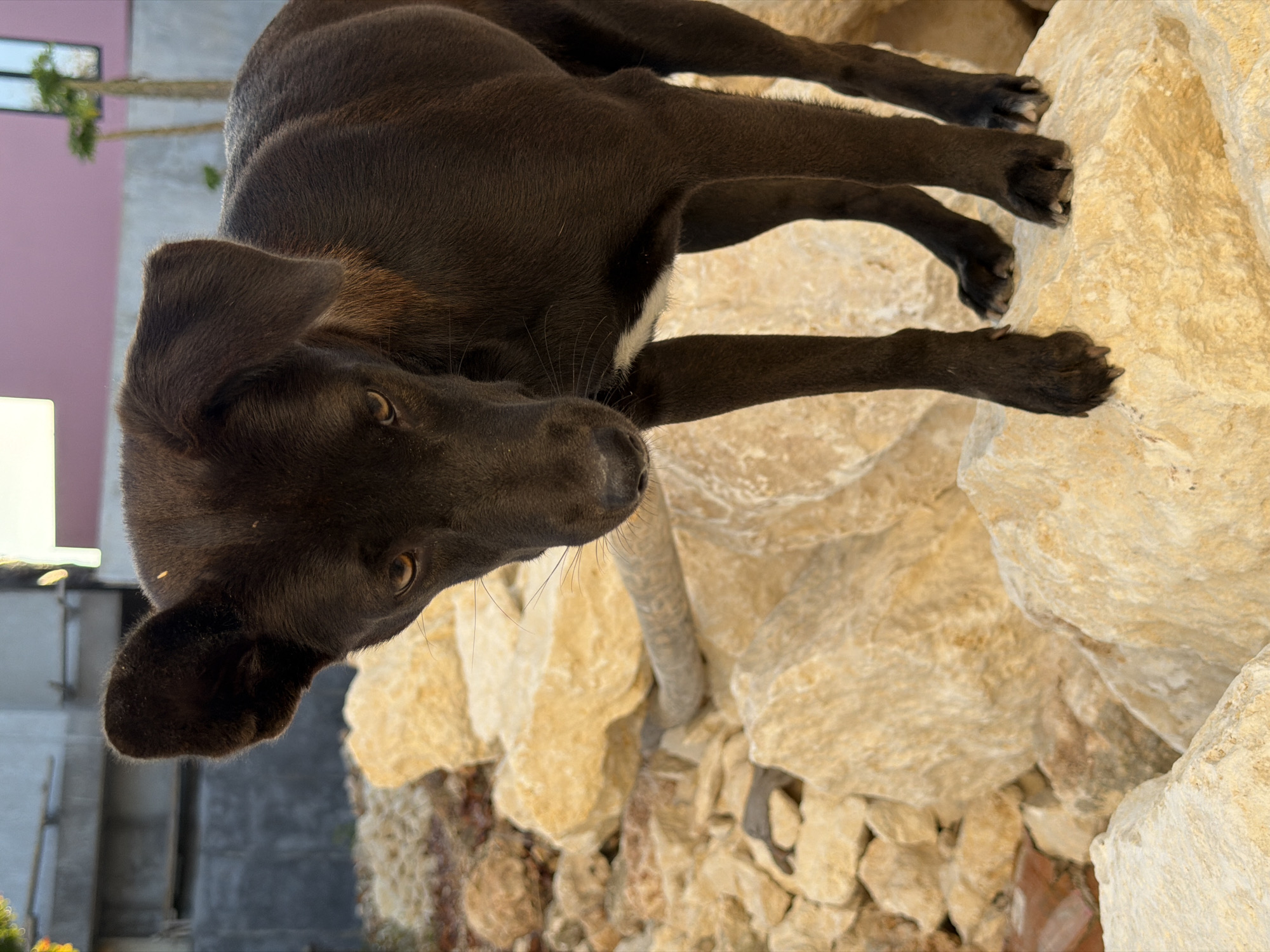 An outdoor, medium-shot, eye-level, vertical photograph shows a dark brown dog with floppy ears standing on large, light-colored rocks. The dog is looking downwards with its head slightly tilted. It has a patch of white fur on its chest. The background consists of more rocks, some foliage, and a building with a pink wall and a window. The lighting suggests it is daytime, possibly late afternoon, with the sun casting shadows.