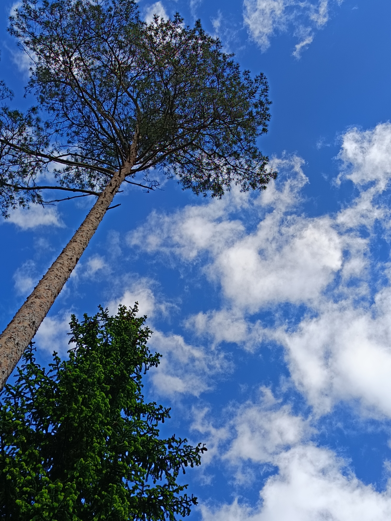 A low-angle shot shows two trees against a bright blue sky scattered with white cumulus clouds. One tree, tall and slender, with a textured brown trunk, extends from the lower-left towards the upper center of the frame. The crown is dense with green foliage and thin branches. The other tree, positioned in the lower-left, is a darker green, its shape broader and more conical. The location is likely Vishnovka, Russia, based on the image context.
