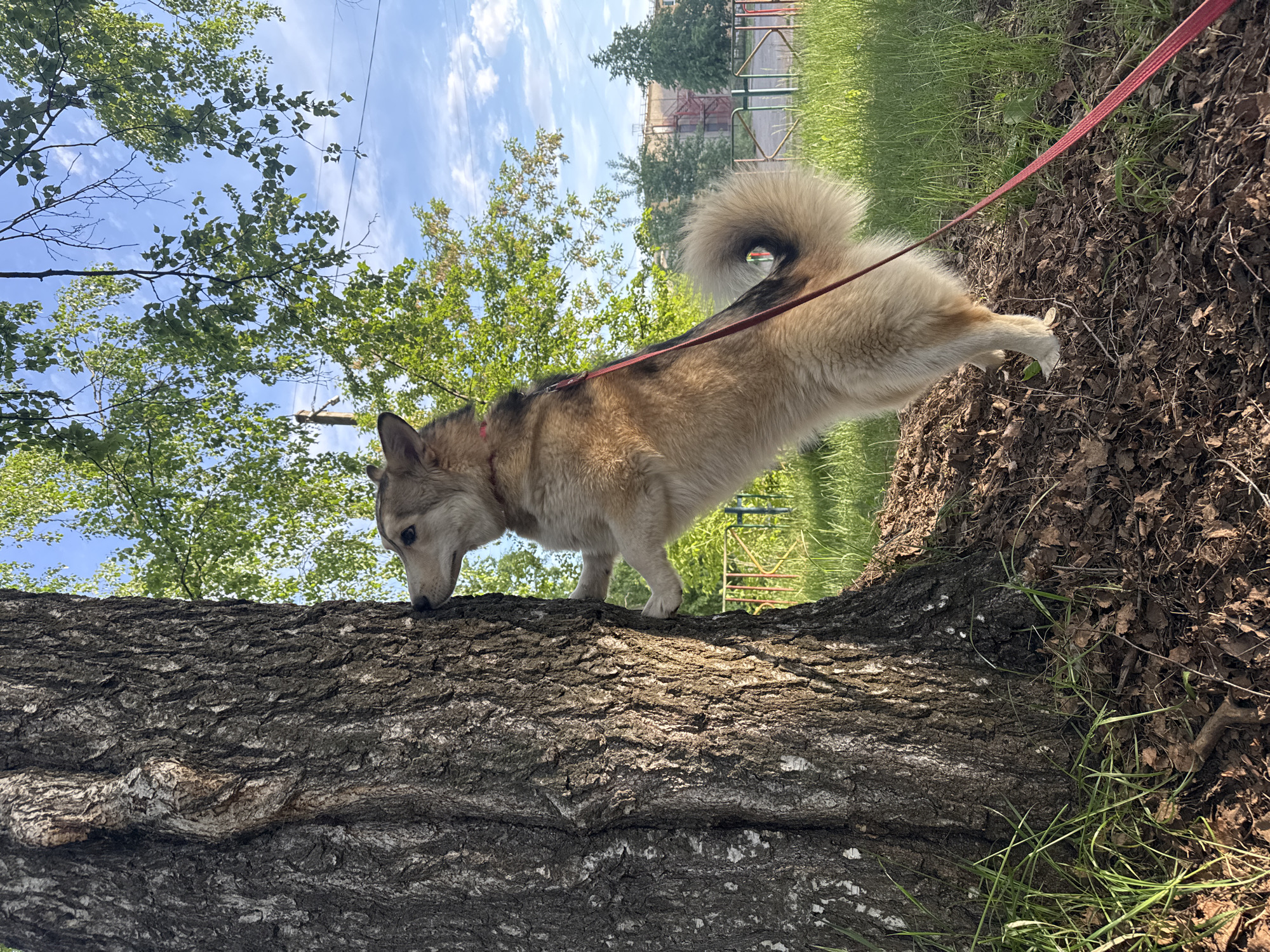 A medium-sized, tan and white dog on a red leash walks along a fallen tree trunk. The dog has prick ears and a bushy tail curled over its back. The trunk is large and textured. Behind the tree trunk is an area of ground covered with leaf litter, grass, and exposed roots. In the background, there is green grass, trees, and a playground structure of red and green. The sky is partially visible with green trees and scattered white clouds. Based on the location, this photo was taken in Chaikovsky, Russia.