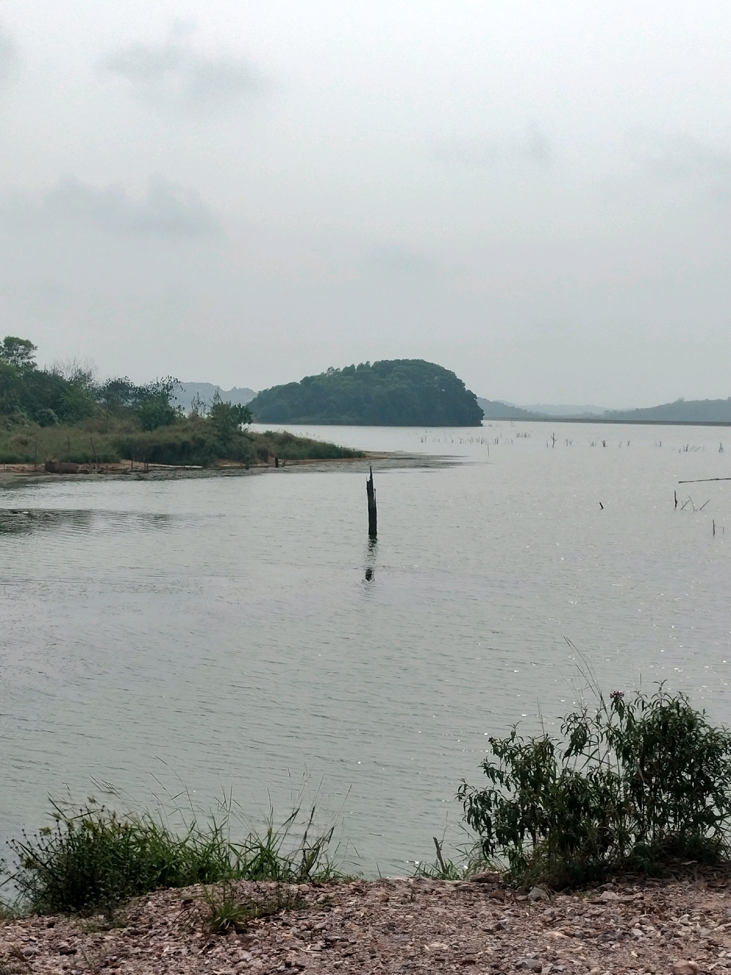 A wide shot captures a tranquil lake scene with a small, forested island in the distance under an overcast sky. The water is calm, with subtle ripples reflecting the diffused light. Several weathered wooden posts and thin, dead trees jut out from the water, scattered across the surface, adding a rustic element to the landscape. The foreground is a rocky shoreline with sparse green vegetation. The background features rolling hills covered in dense green foliage, blending into the hazy sky. The image appears to be taken at the Duriangkang Reservoir in Batam, Indonesia, a prominent water source for the city.