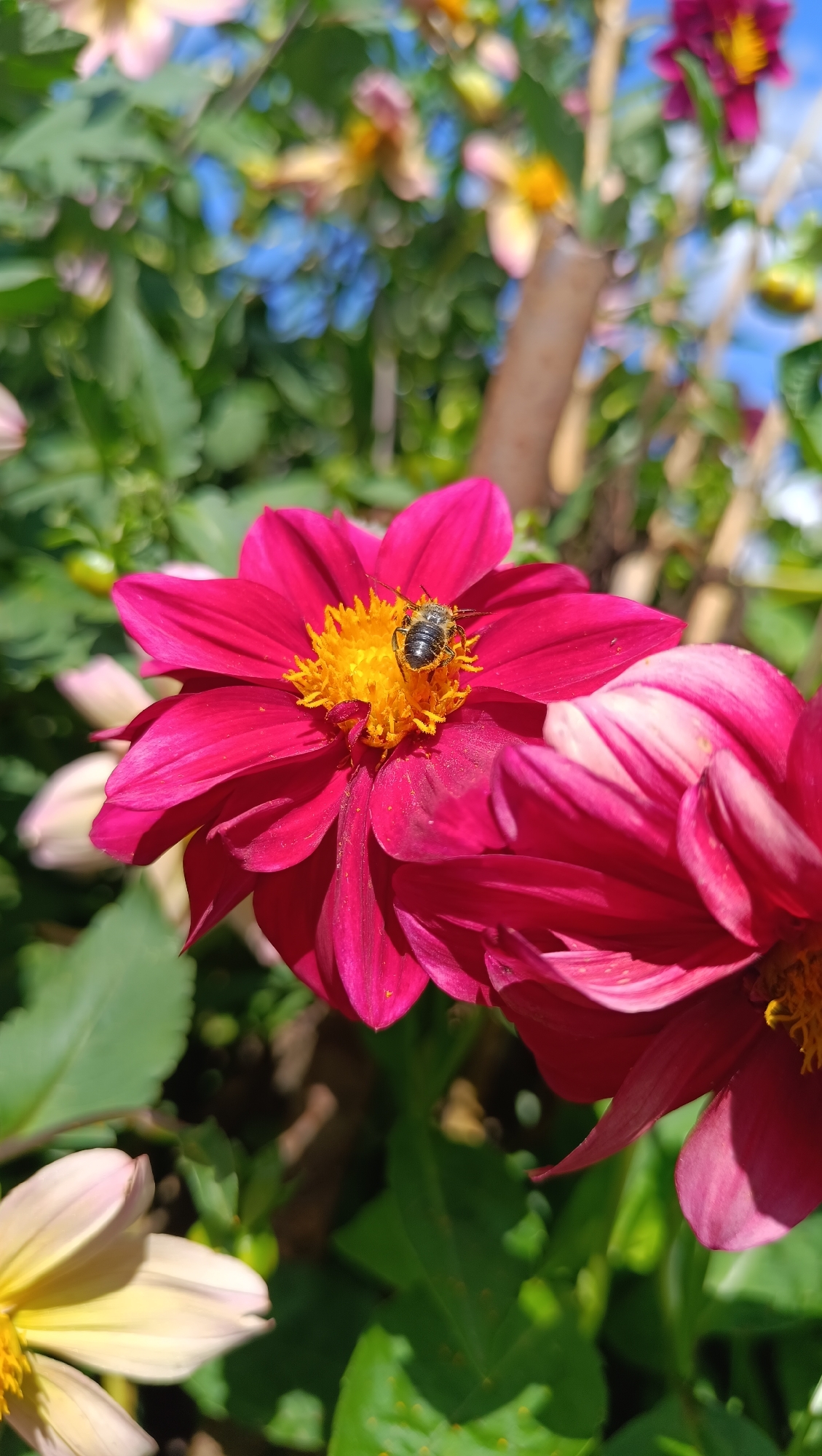 A close-up, eye-level shot captures a bee on a vibrant pink dahlia flower in a garden, likely located in Karsha, Russia. The bee, with its segmented body and yellow pollen sacs, is positioned in the center of the flower, its legs gripping the bright yellow stamens. The dahlia's petals are a deep, rich pink, with some appearing lighter and tinged with white, especially on the right side of the frame. The background is a soft blur of green leaves, other out-of-focus flowers in various colors (pink, yellow, and blue), and hints of sunlight filtering through. A thin, brown bamboo stake is visible in the middle ground, supporting the plant. The overall scene is one of natural beauty and a moment of pollination in progress.