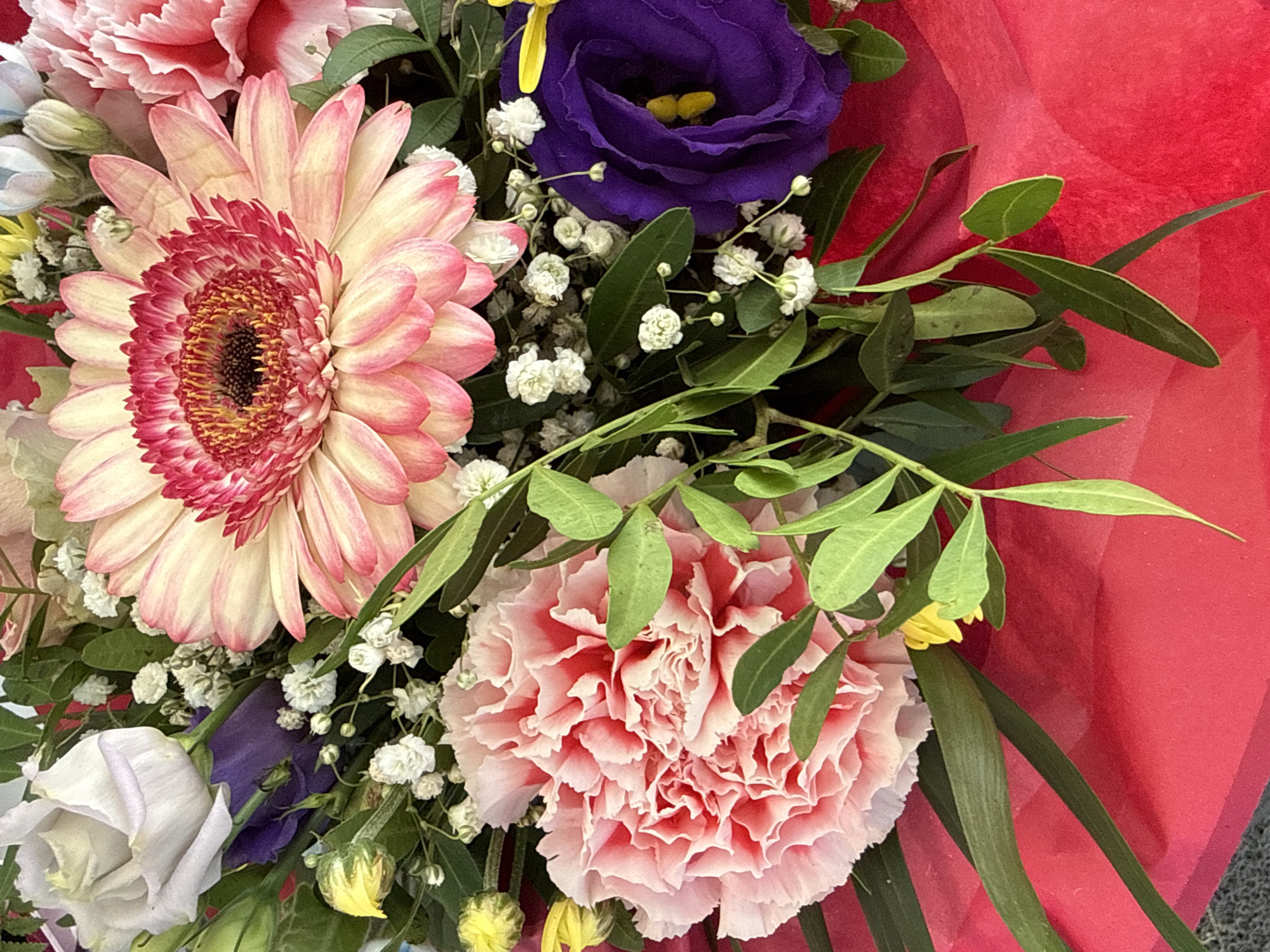 A close-up, high-angle shot shows a vibrant floral arrangement composed of various flowers, greenery, and filler. Dominating the foreground and center are large, ruffled pink carnations and a soft pink and yellow Gerbera daisy with a dark center. To the right, a deep purple Eustoma flower stands out, its petals unfurling around yellow stamens. Smaller white flowers, possibly baby's breath, are scattered throughout the bouquet, adding texture and volume. Long, slender green leaves and sprigs of eucalyptus provide a backdrop and frame the colorful blooms. The bouquet is presented against a bright red, textured paper wrapping. No people are visible in the image. The image does not contain any information about the location in the city of Görlitz, Germany.