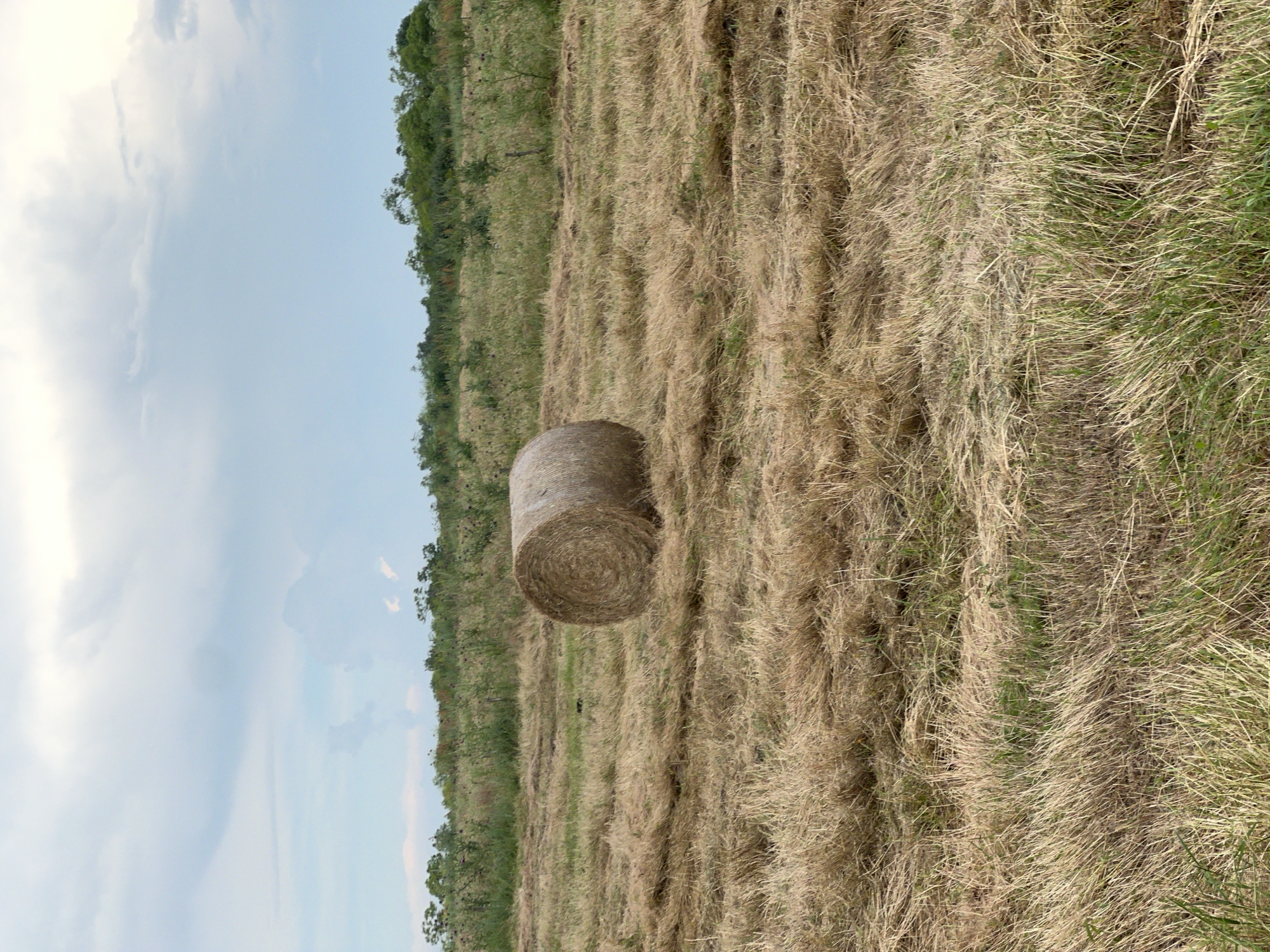 In the city of Ladovskaya Balka, Russia, a single, round bale of hay lies in a field. The field is covered in dry, yellowed grass and straw, suggesting it has recently been harvested. In the background, a line of green trees and bushes forms a natural border against a pale blue sky with scattered clouds. The overall scene depicts a rural agricultural landscape.