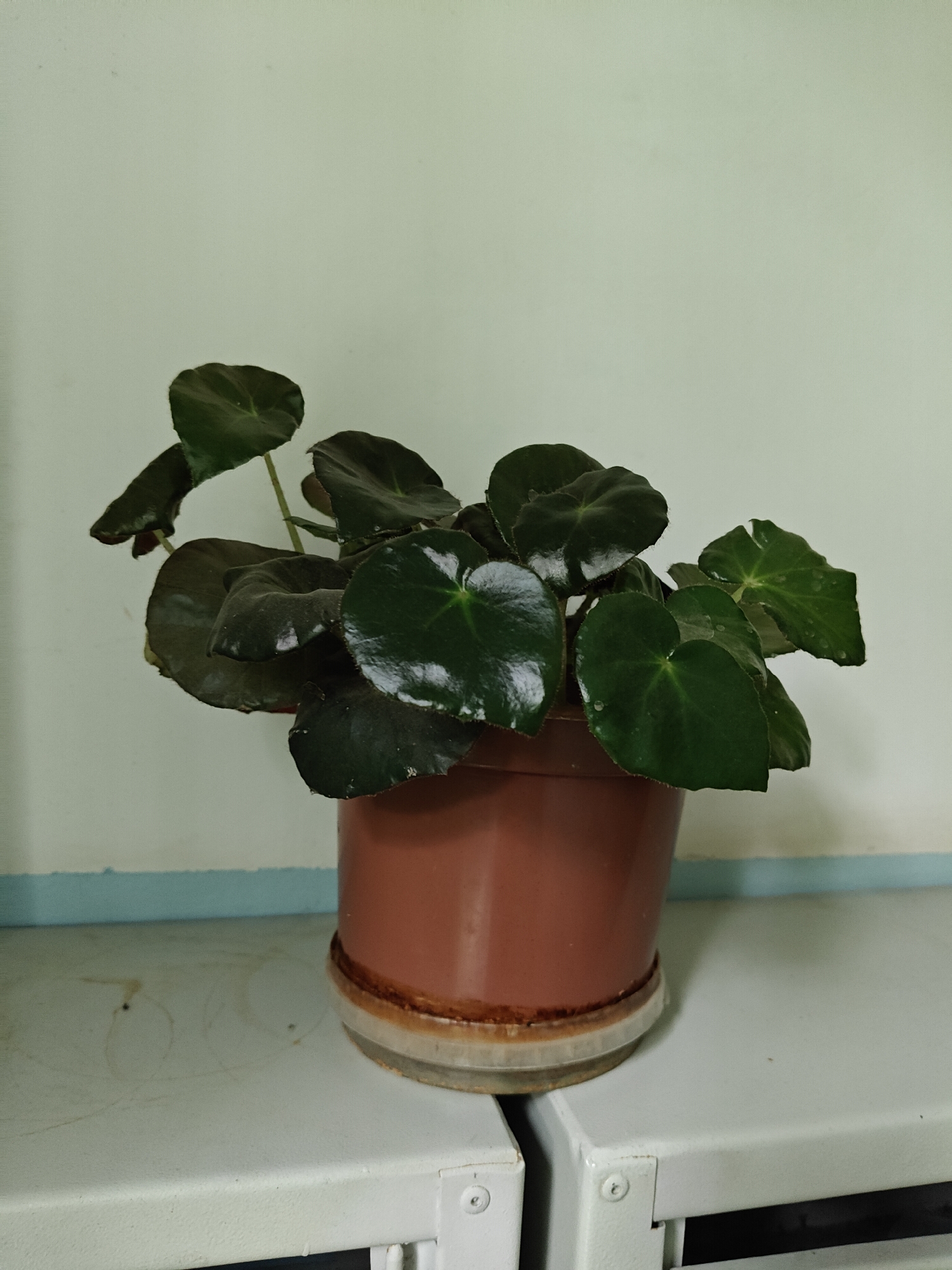 A potted plant with dark green, heart-shaped leaves sits on a white surface. The plant is in a brown plastic pot, which is placed on a clear saucer. The background is a plain, light-colored wall. The scene appears to be indoors, possibly in an office or home setting. The image does not provide any information about the city of Pushkino, Russia.