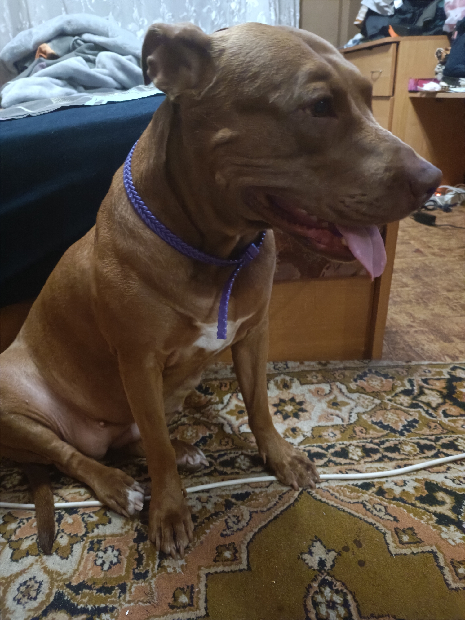 The image shows a medium-sized, brown-colored dog sitting on a patterned rug indoors. The dog has a purple braided collar with a white attachment. Its tongue is extended out of its mouth. In the background, there is a bed with blankets, a wooden dresser, and some clutter on top of the dresser. The lighting appears to be artificial and from an indoor source. The overall environment suggests a domestic setting. There are no discernable features that place this image specifically within the city of Zaporizhzhia, Ukraine.