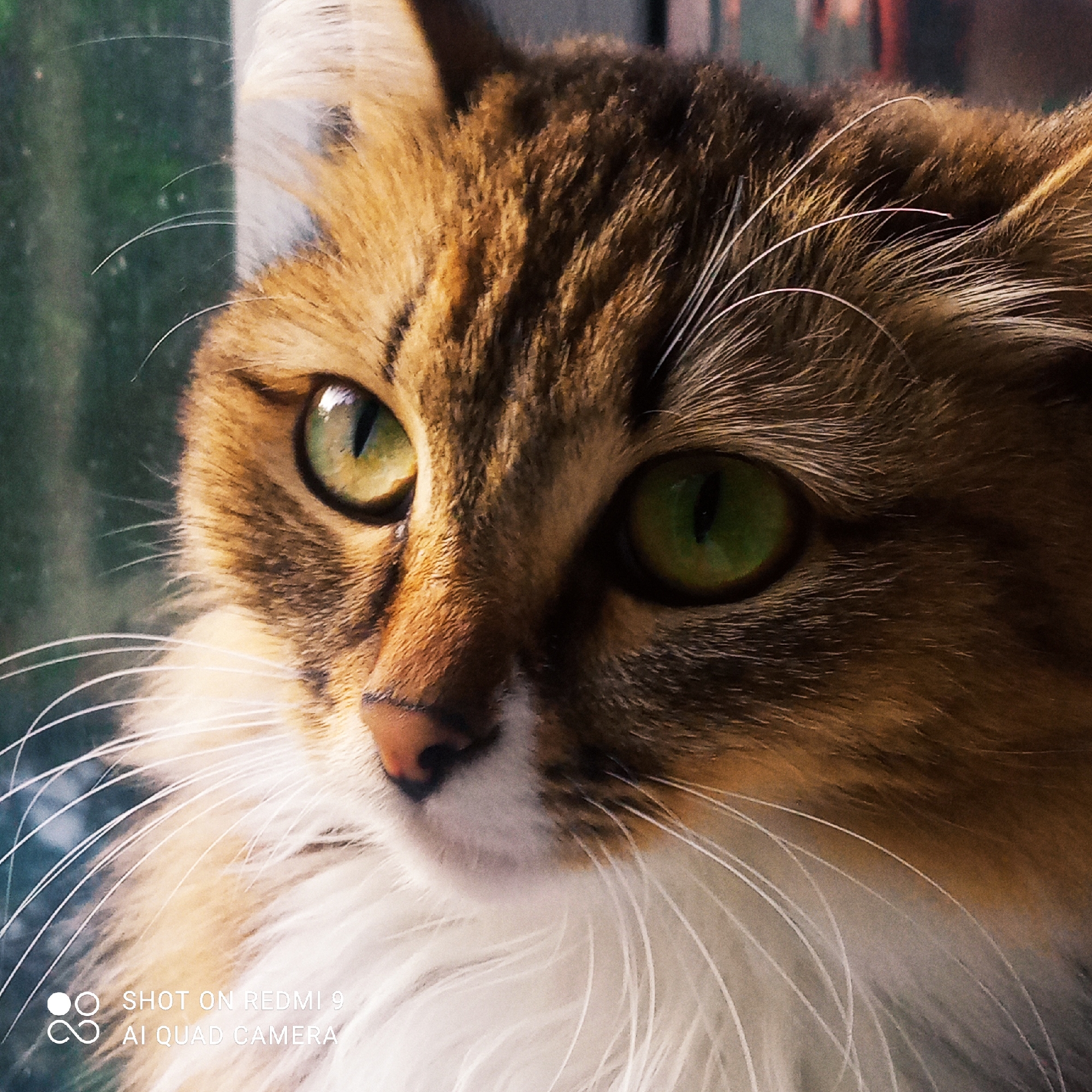 This is a close-up, portrait-style photograph of a cat's face. The cat has striking green eyes and fur with brown and ginger tabby markings, accented with white around its muzzle and chest. Its whiskers are long and white. The background is out of focus, showing muted green and brown tones, possibly indicating an outdoor or window setting with foliage. The lower left corner of the image contains a watermark reading "SHOT ON REDMI 9 AI QUAD CAMERA". There is no visible indication of the city of Chaikovsky, Russia, within the image itself. The photograph is a still, observational shot of the animal.