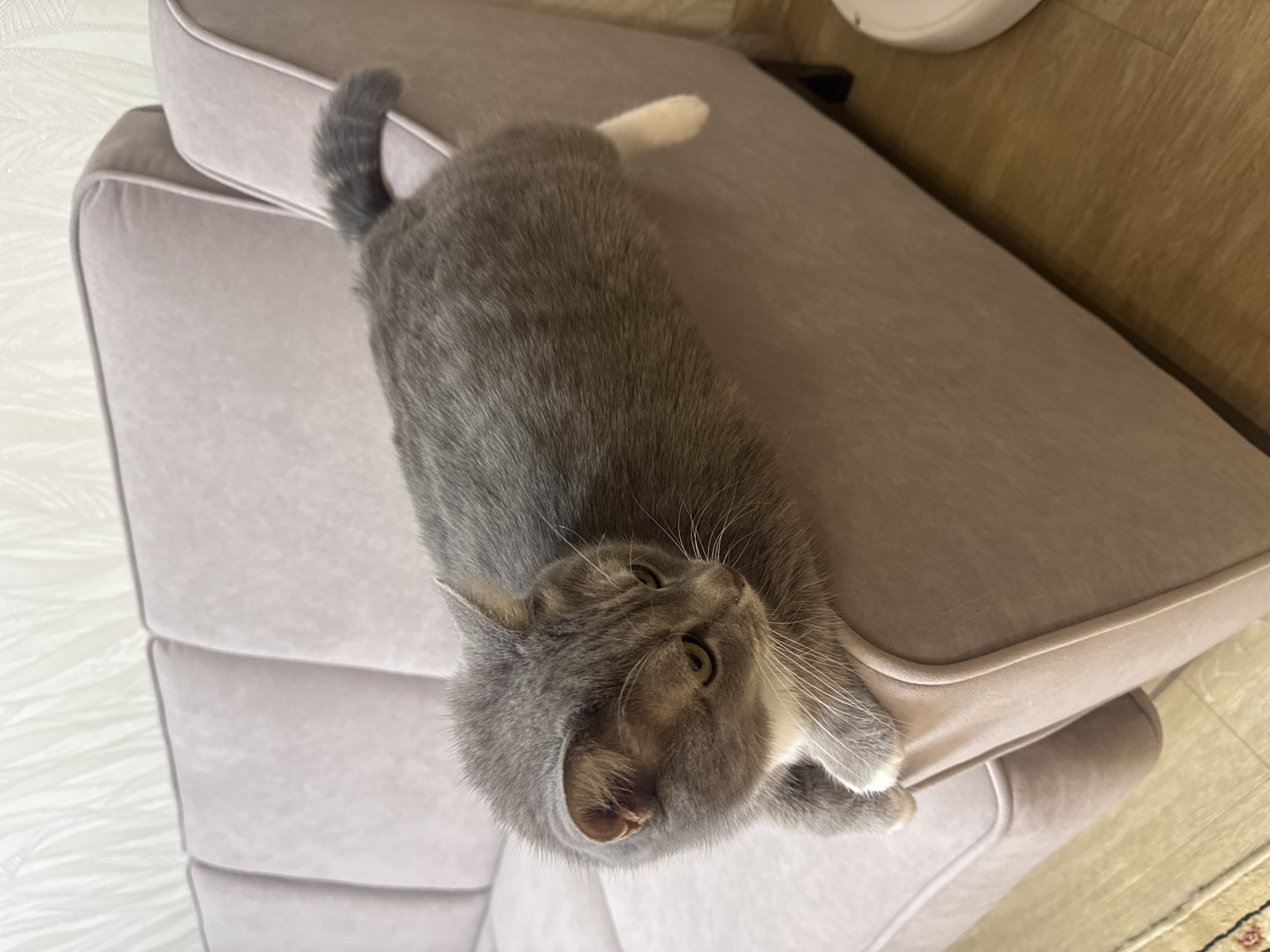 A grey and white cat is lying on a light purple couch. The cat is facing to the left, with its head resting on its paws. Its body is stretched out along the couch, with its tail hanging over the side. The couch is in a living room, with a light-colored wall behind it. A round, white robot vacuum cleaner is visible on the wooden floor to the right of the couch. The image was taken in Novosibirsk, Russia.