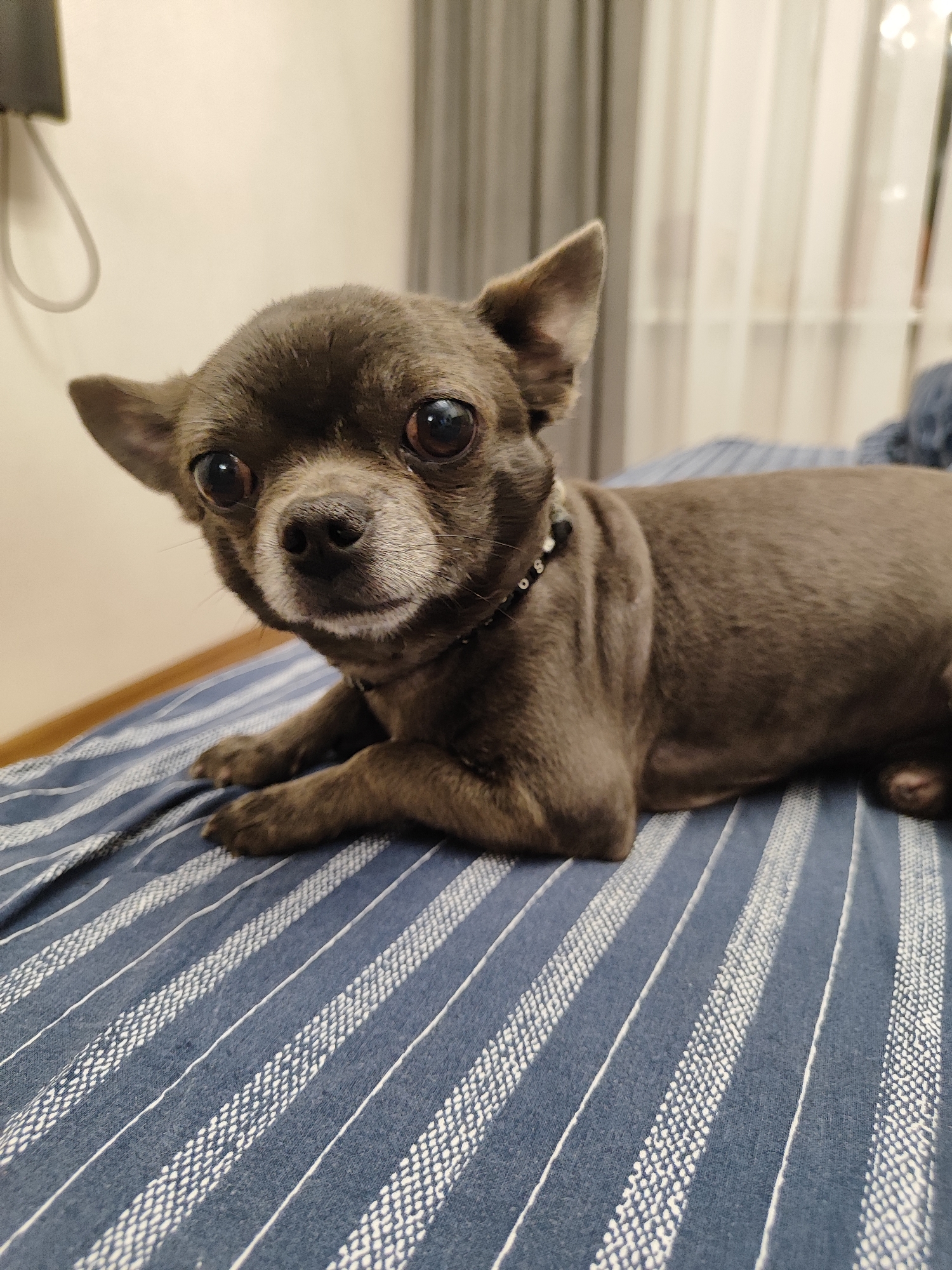 A small, grey-brown chihuahua is lying on a bed with blue and white striped bedding. The dog is facing the camera and looking directly at it with large, dark eyes. Its ears are perked up. The dog is wearing a black collar with silver studs. The background is blurred but appears to be a room with a wall and curtains. There is no indication of the city of Almaty, Kazakhstan.